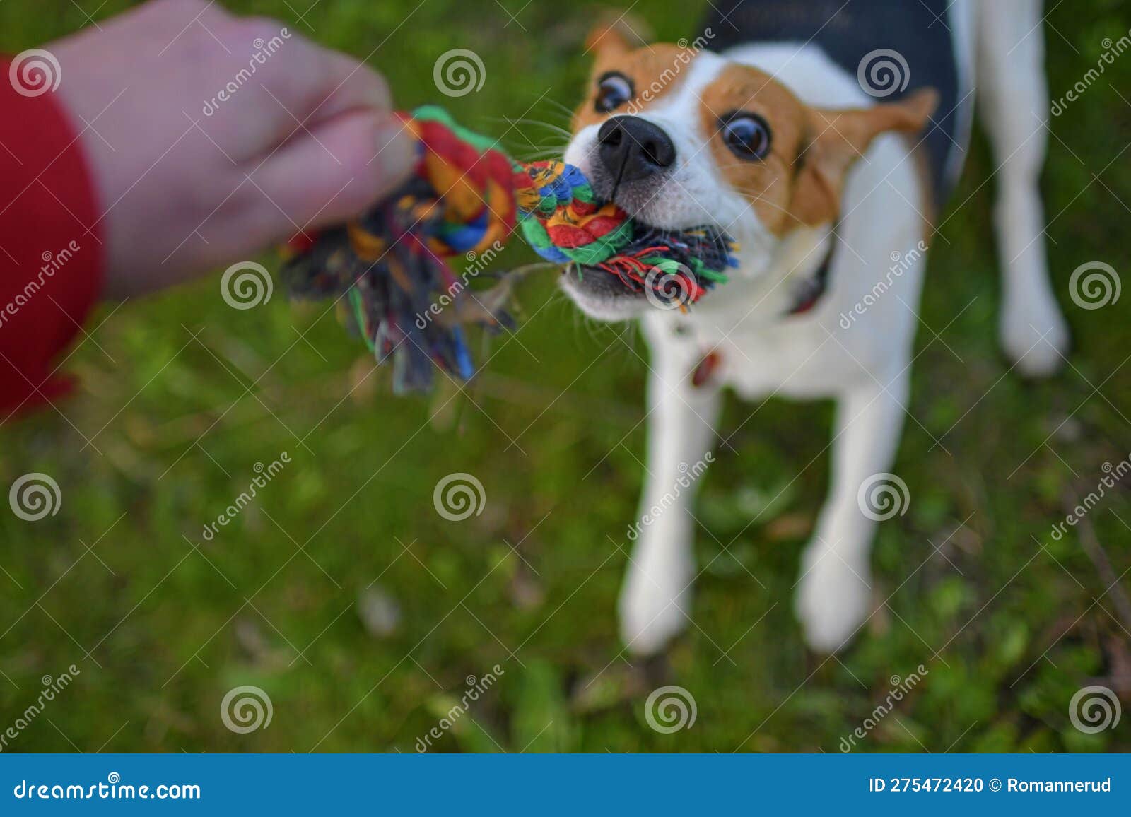 A Dog Pulling a Rope. Beagle Dog Playing with His Master. Dog and His