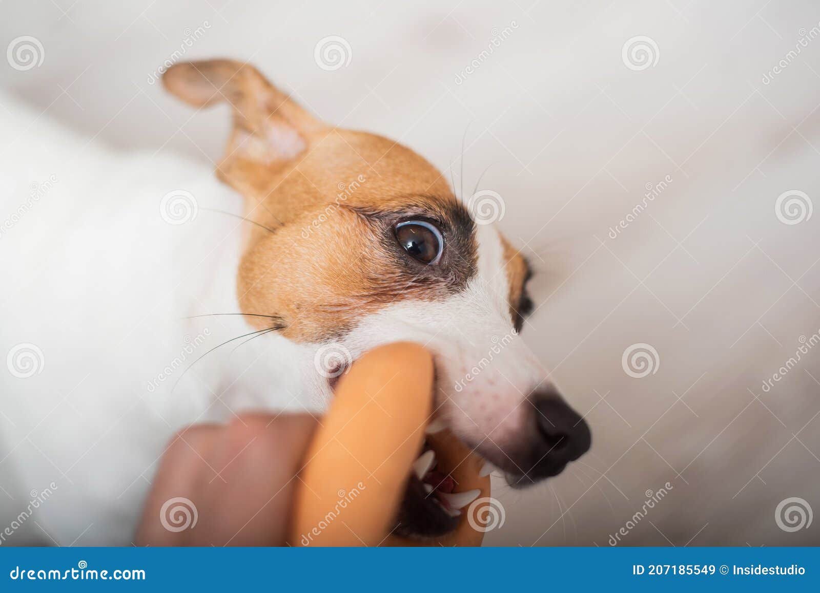 The Dog is Pulling a Rubber Toy. Top View of Jack Russell Terrier