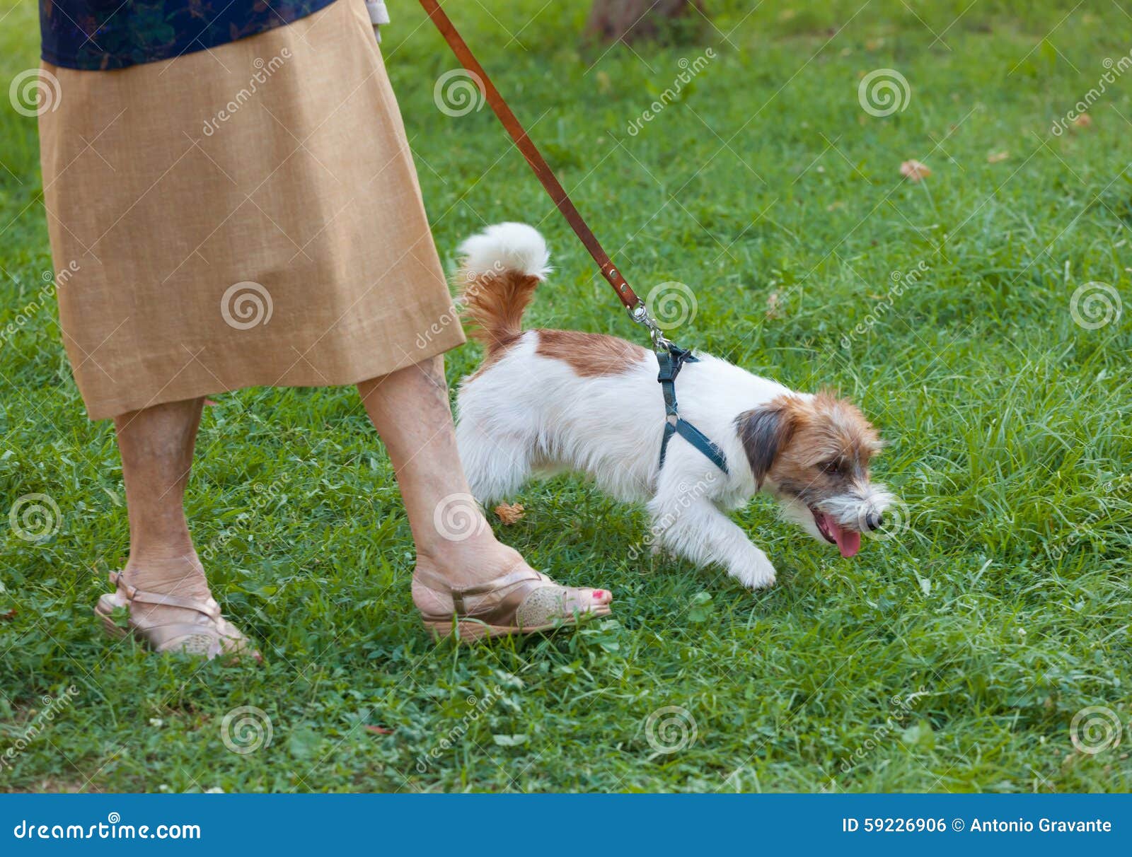 Dog that Pulls the Leash of Elderly Owner. Stock Photo Image of young
