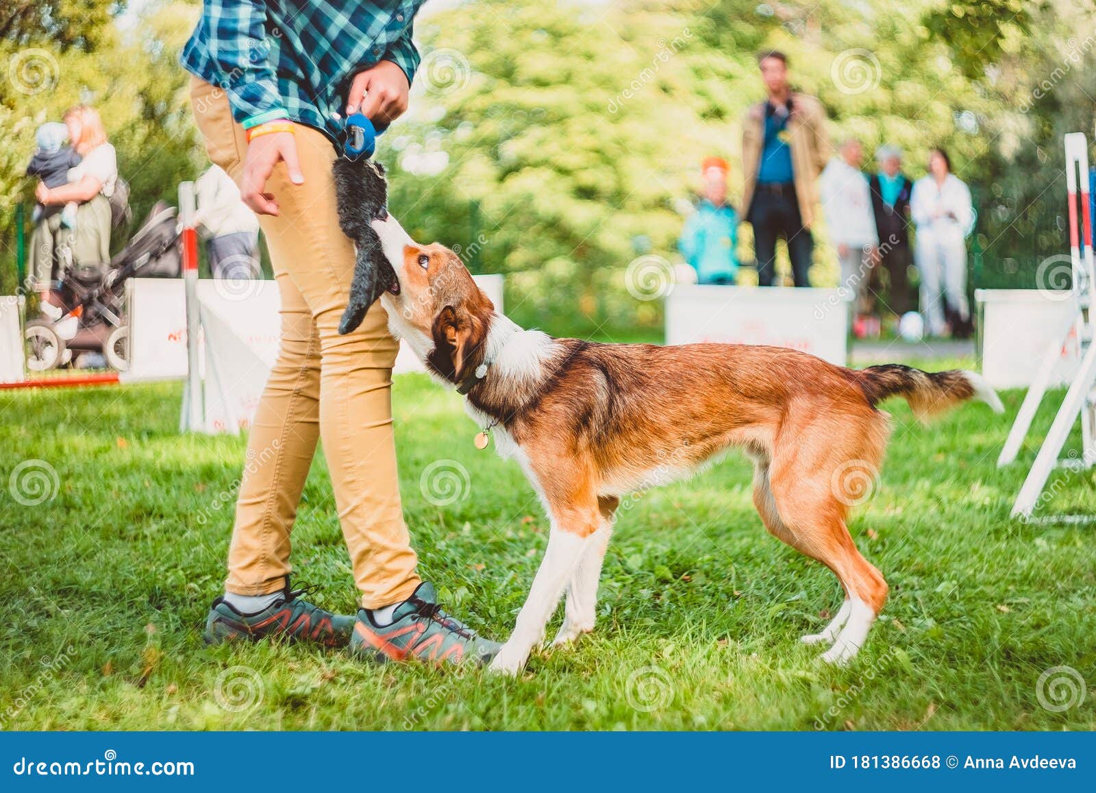 The Dog Pulls a Toy from the Trainer, Performs an Exercise at a