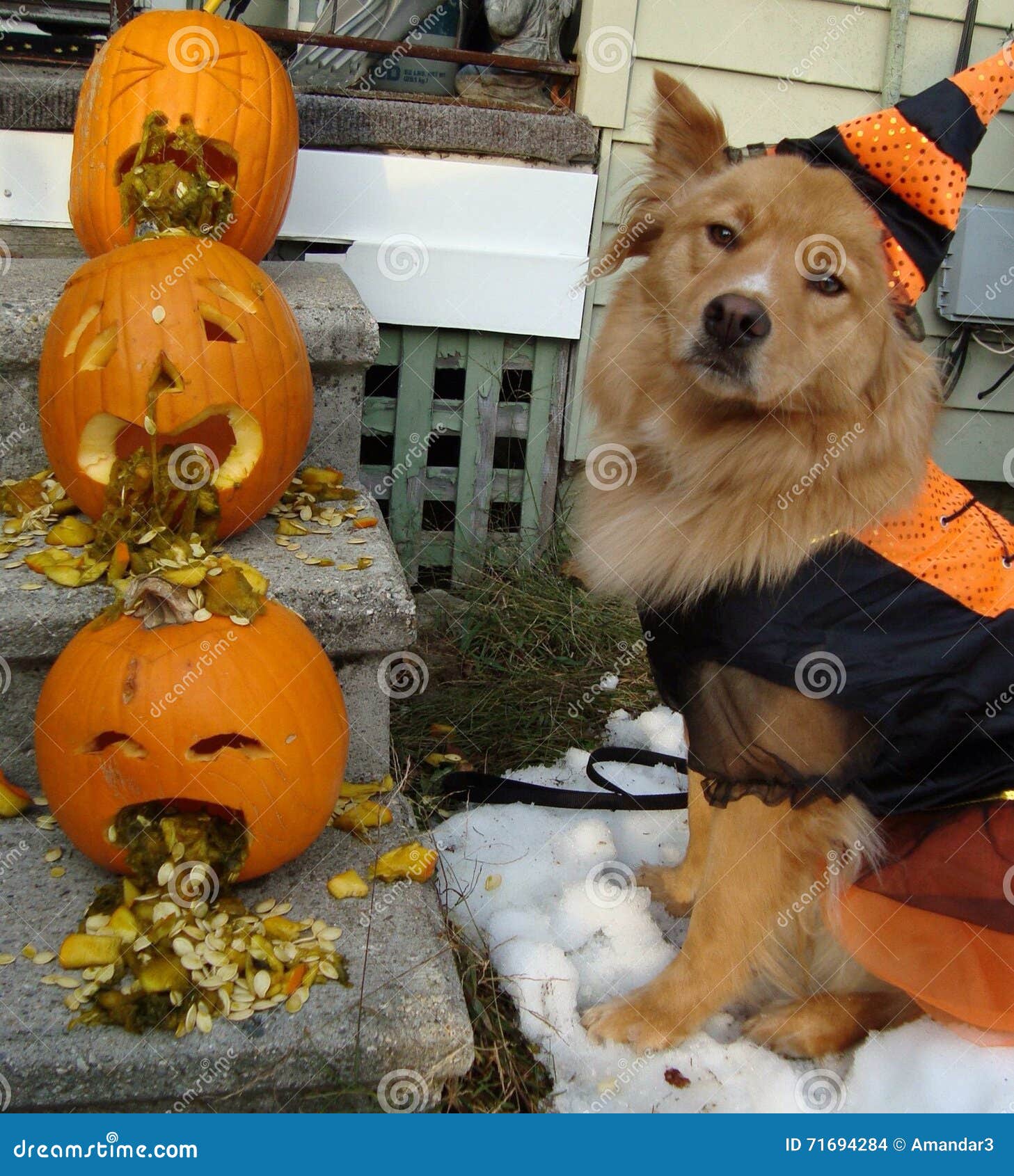 vari kennel 100 dimensions