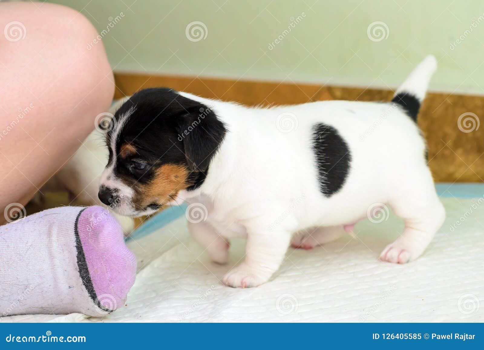 purebred terrier dogs