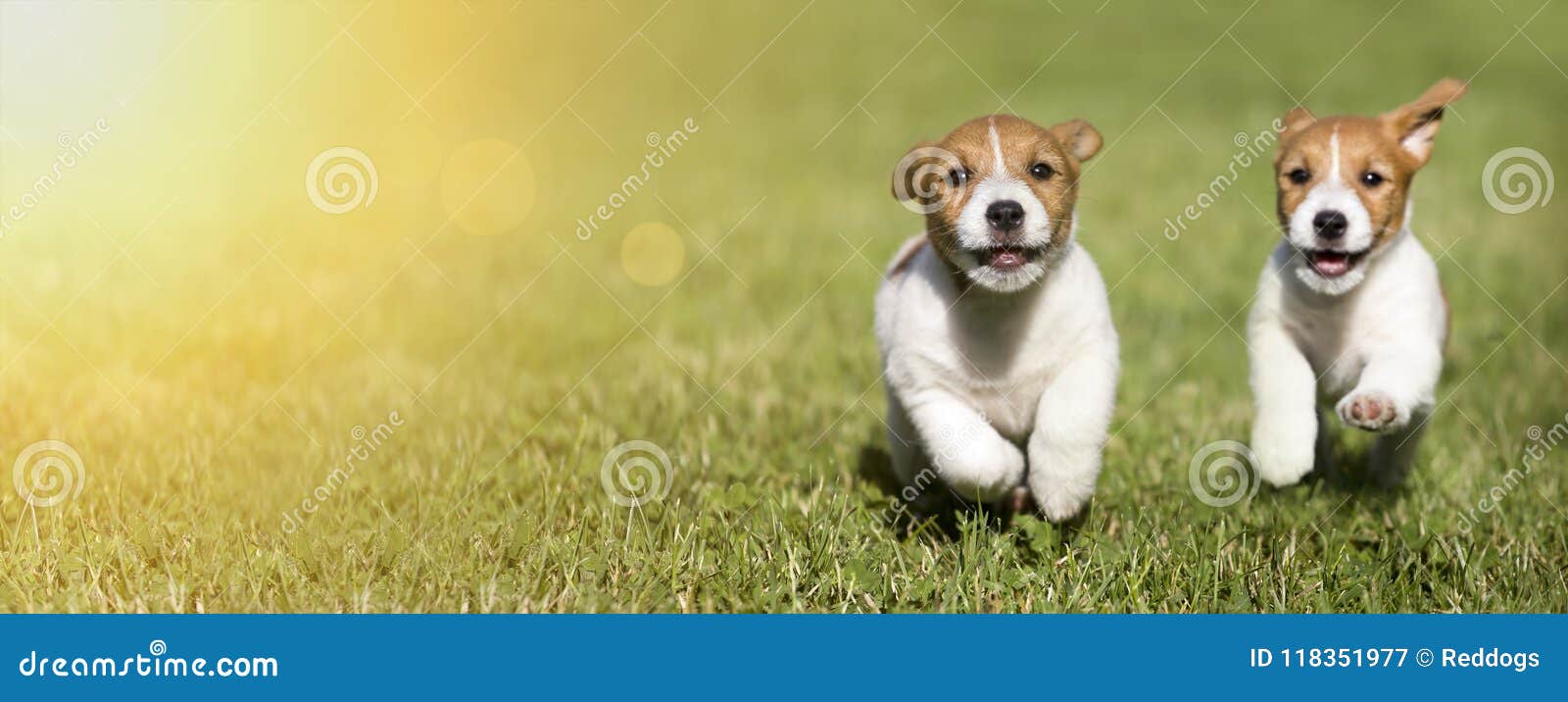 dog puppies playing - web banner idea