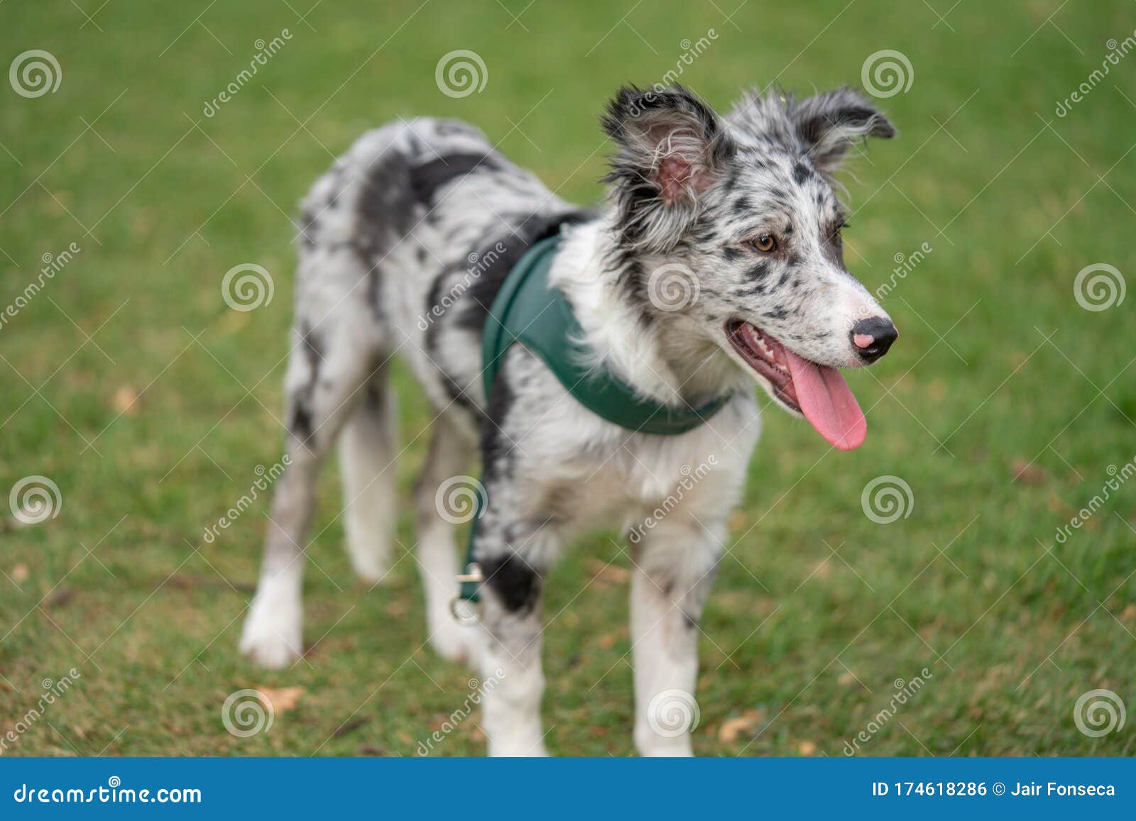 border collie tri merle
