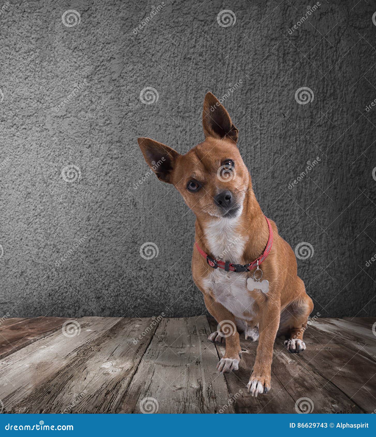 Dog with Quizzical Expression Stock Image - Image of confusion, humor ...