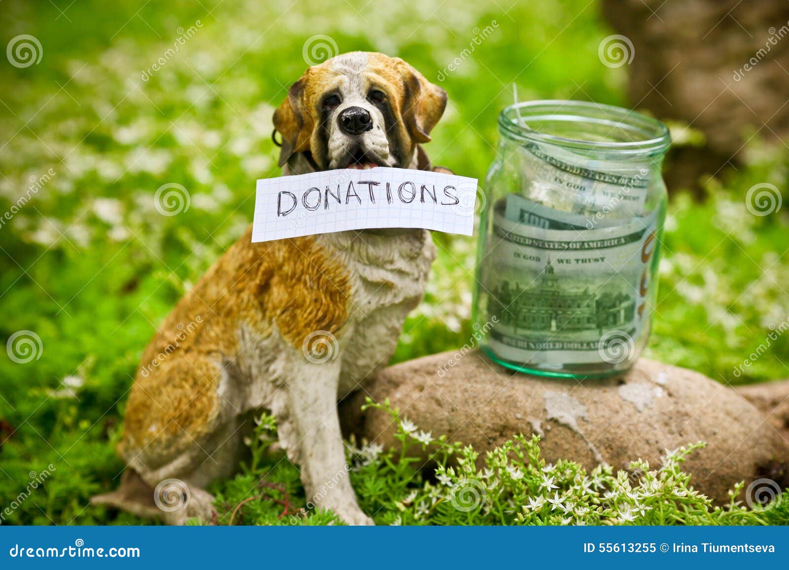 Dog Raising Money for the Donations Stock Image Image of nature