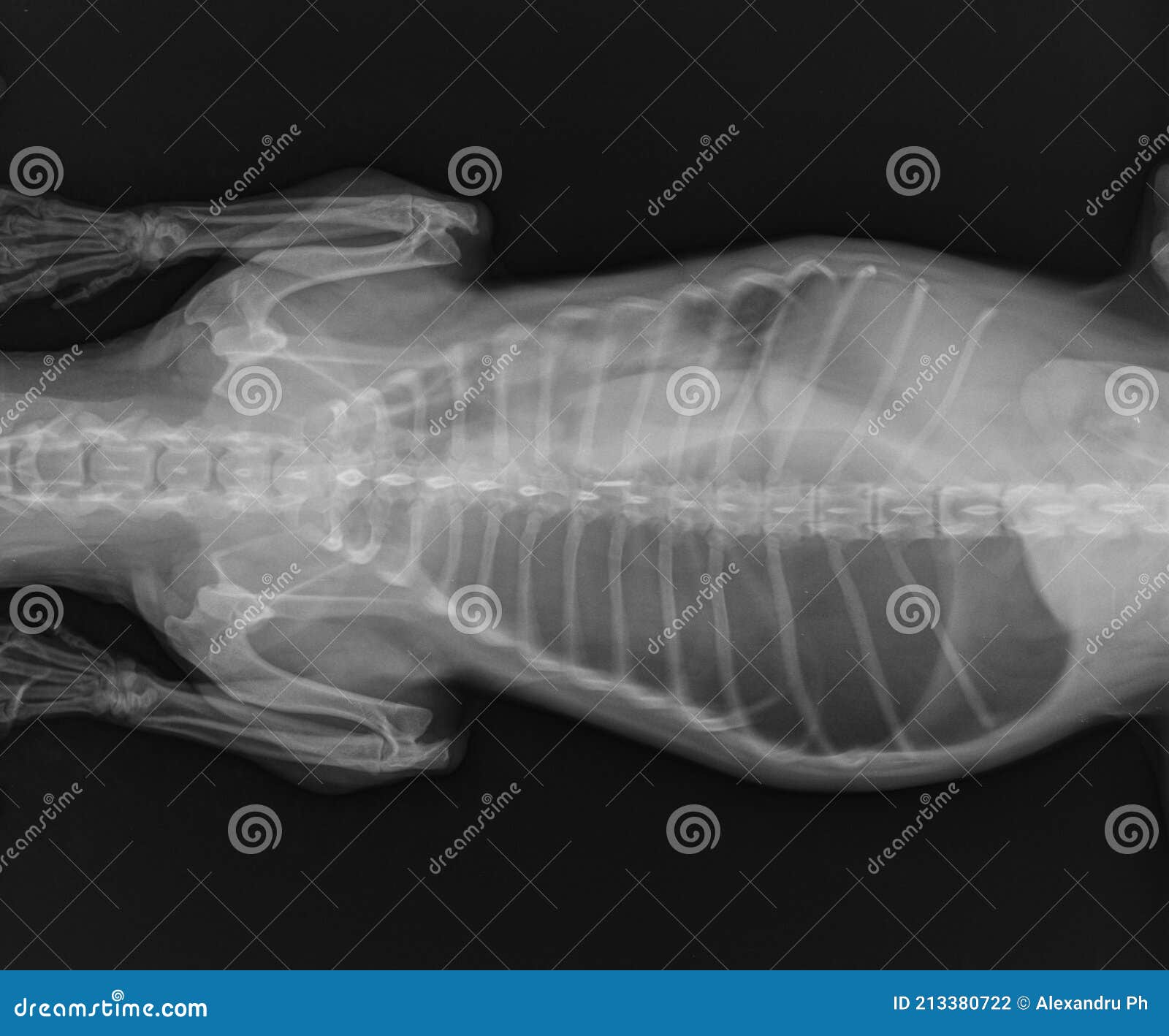 Dog X Ray. Diaphragmatic Hernia in Dog. Stomach Herniated in the Thorax