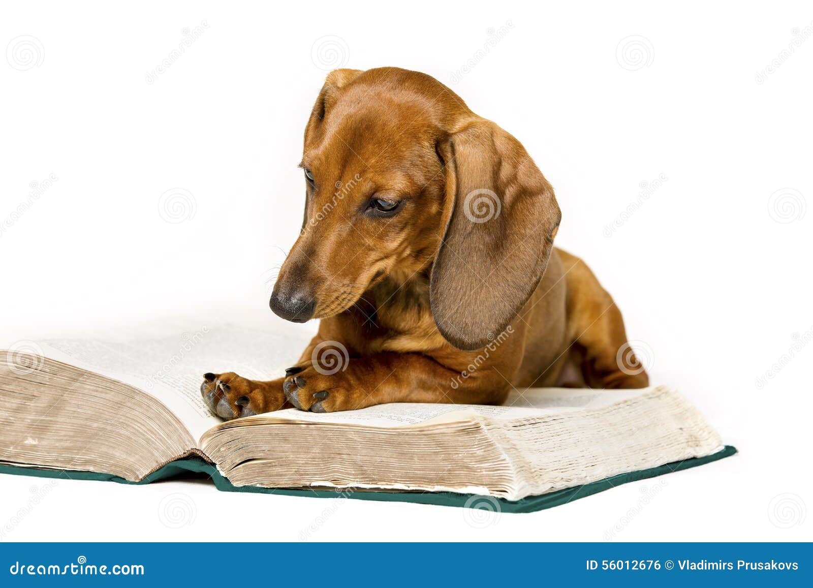 dog read book, animal school education, reading on white