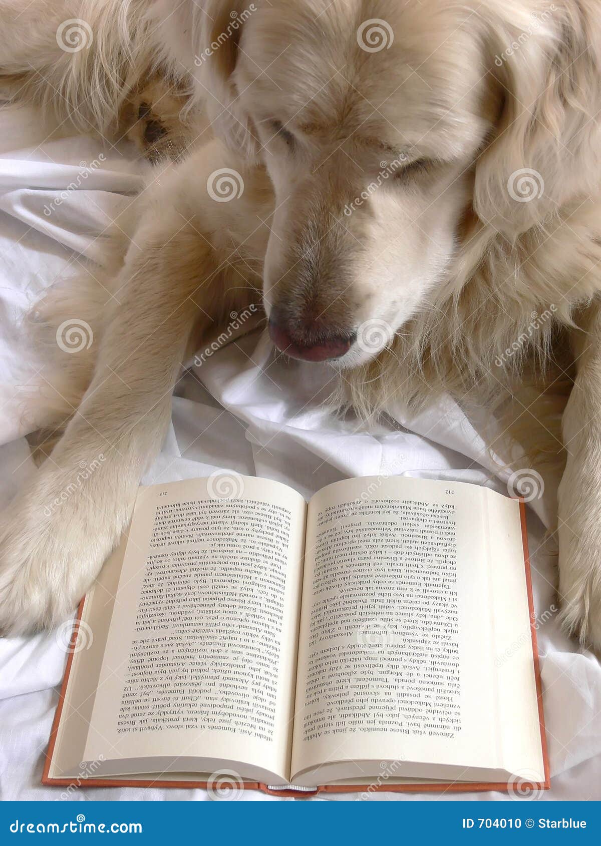 Dog Reading Book Stock Photo - Image: 704010 Dog Reading Book Stock Photo - Image: 704010