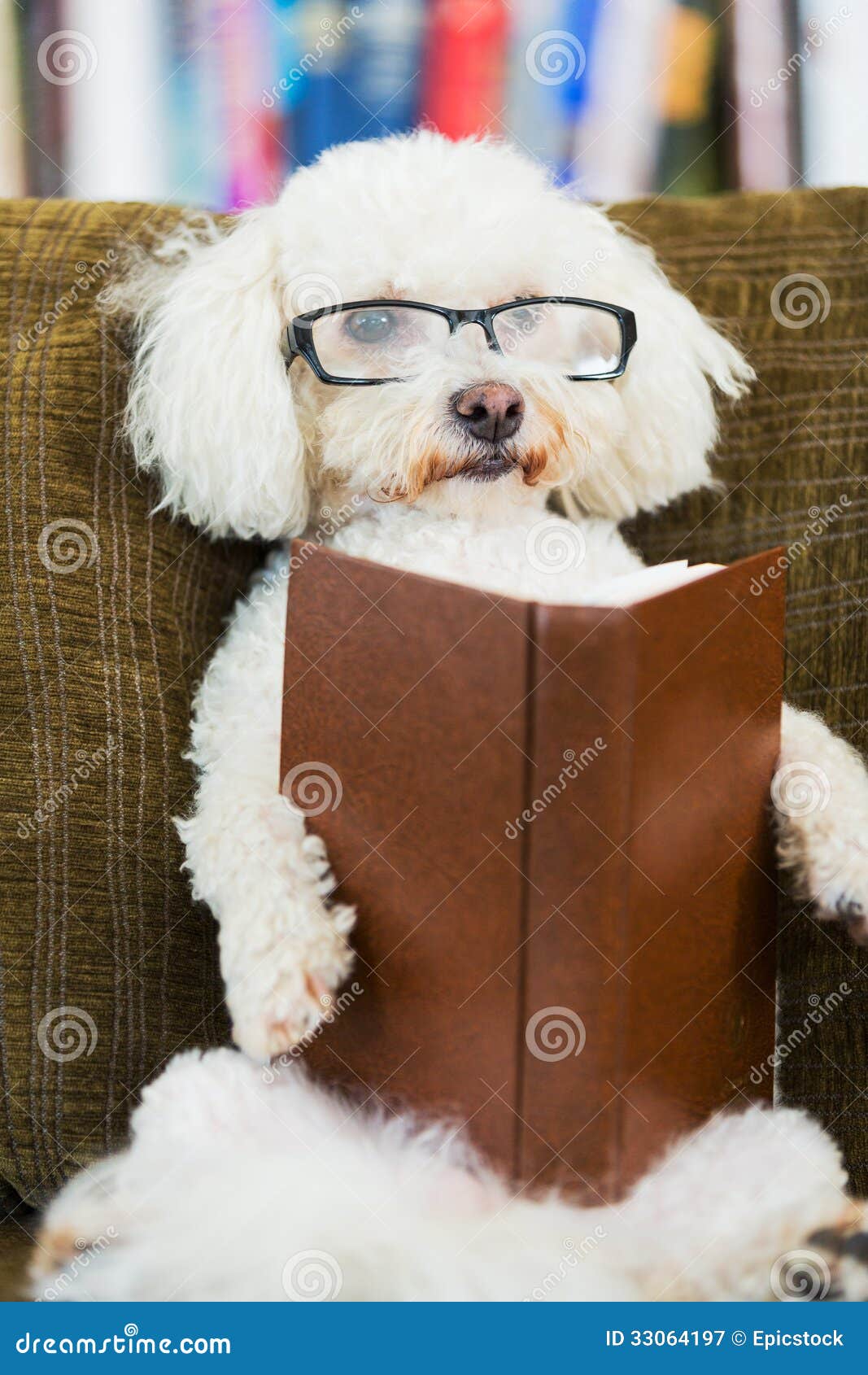 Dog Reading Book stock image. Image of book, confusion 33064197