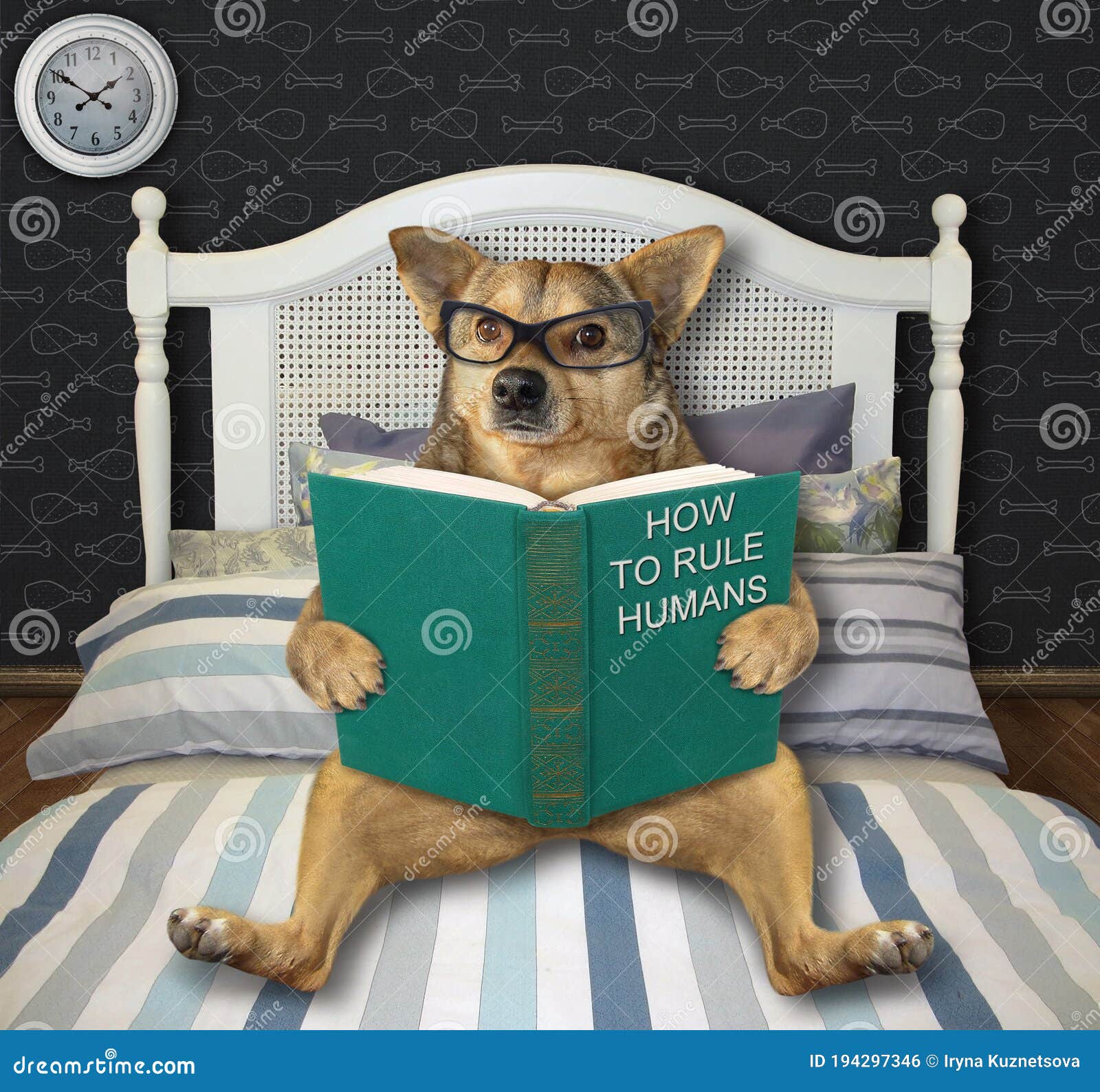 Dog Reading Funny Book in Bed Stock Photo - Image of rest, funny: 194297346