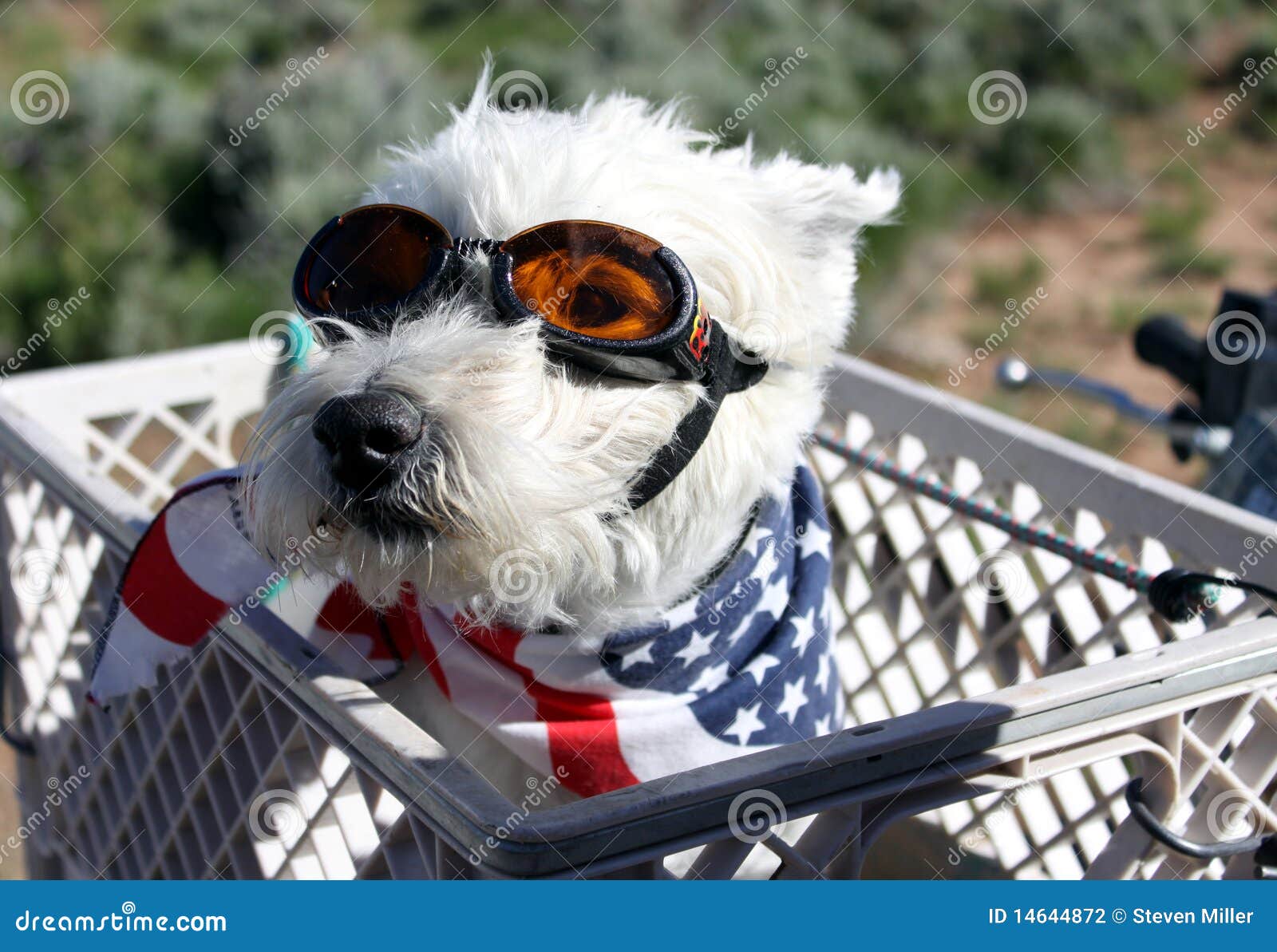 Dog Ready for ATV Ride stock photo. Image of ride, glasses 14644872
