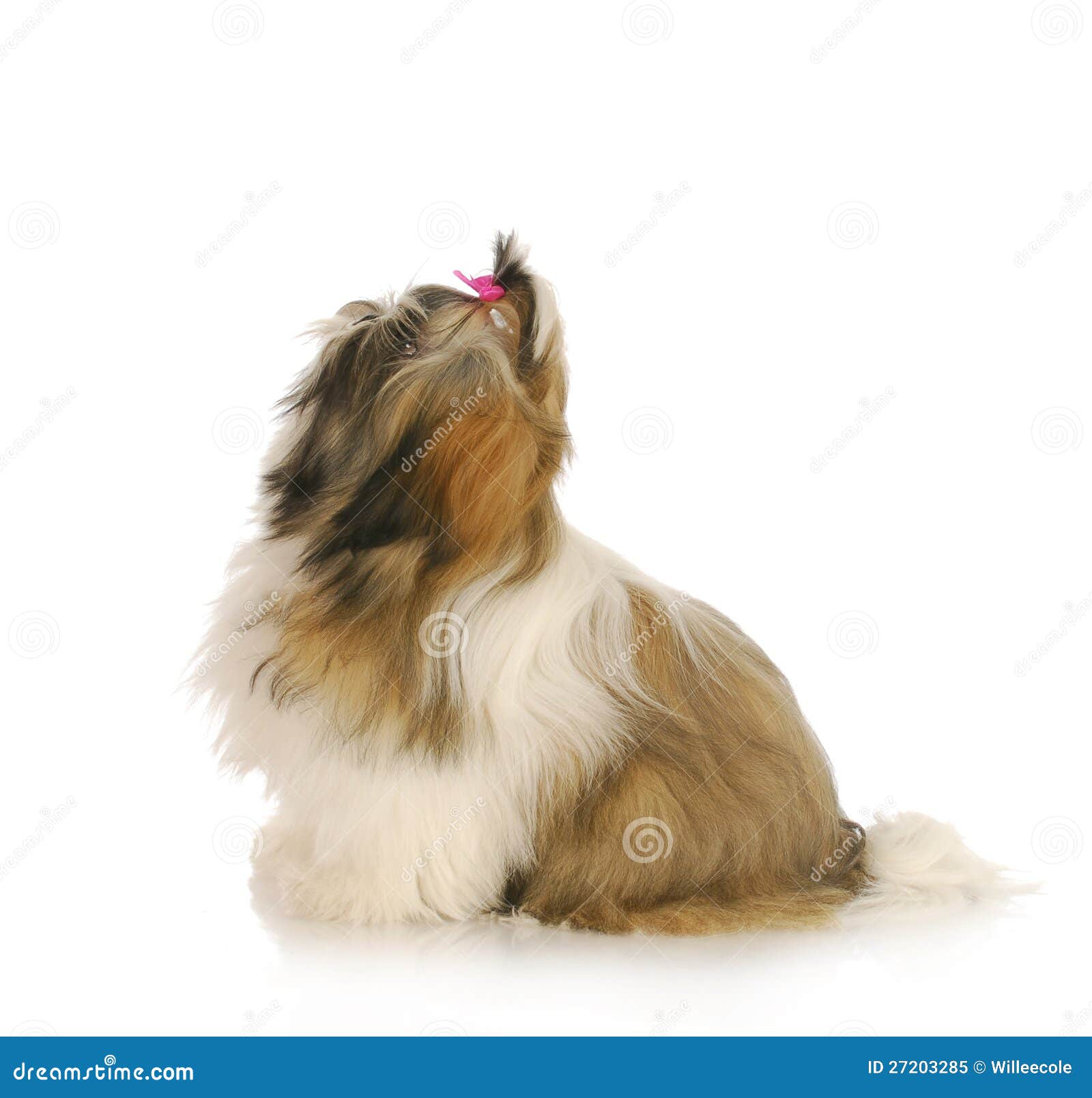 Dog ready to jump up stock image. Image of little, pink 27203285