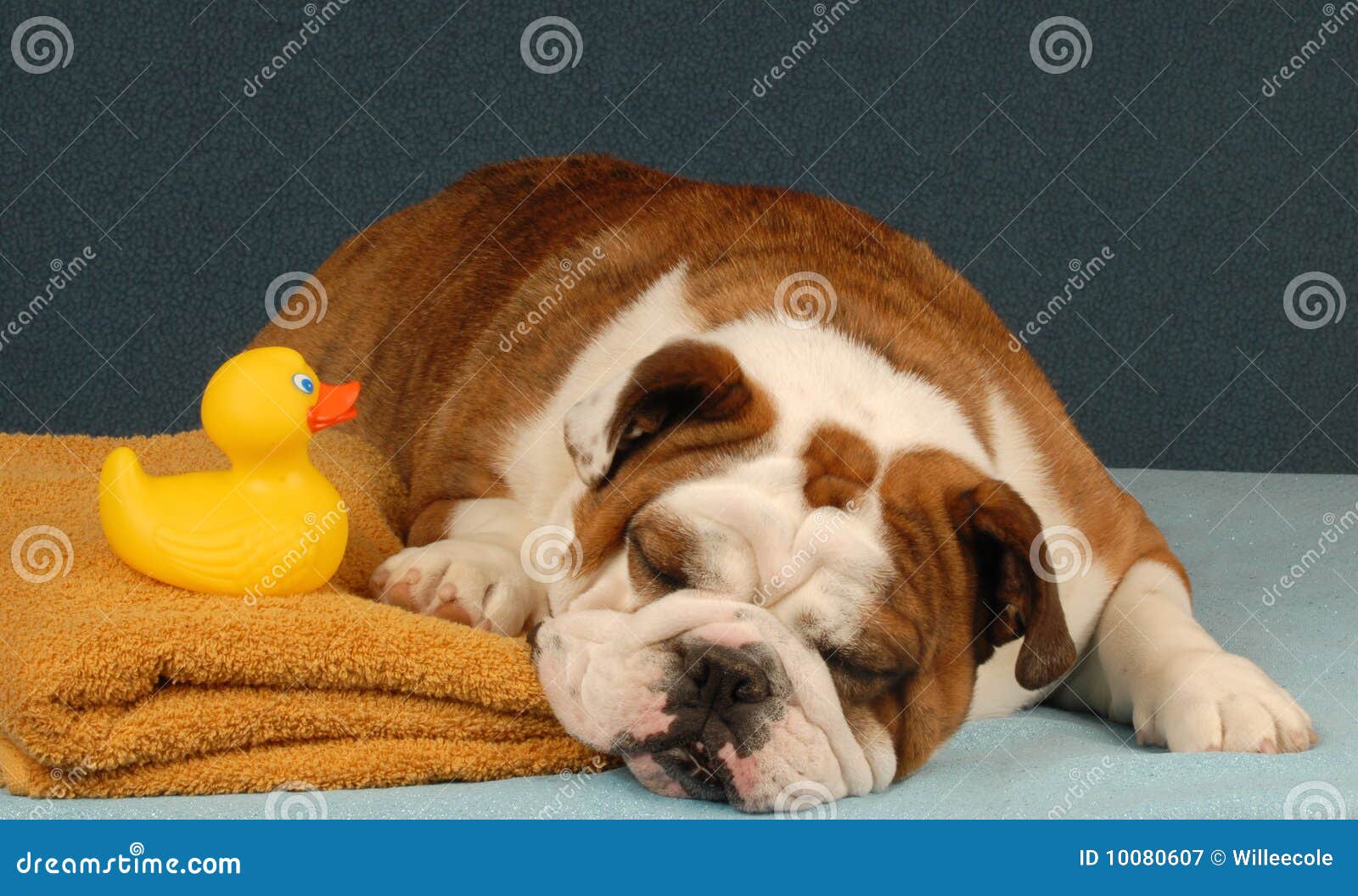 Dog ready to take a bath stock image. Image of emotion 10080607