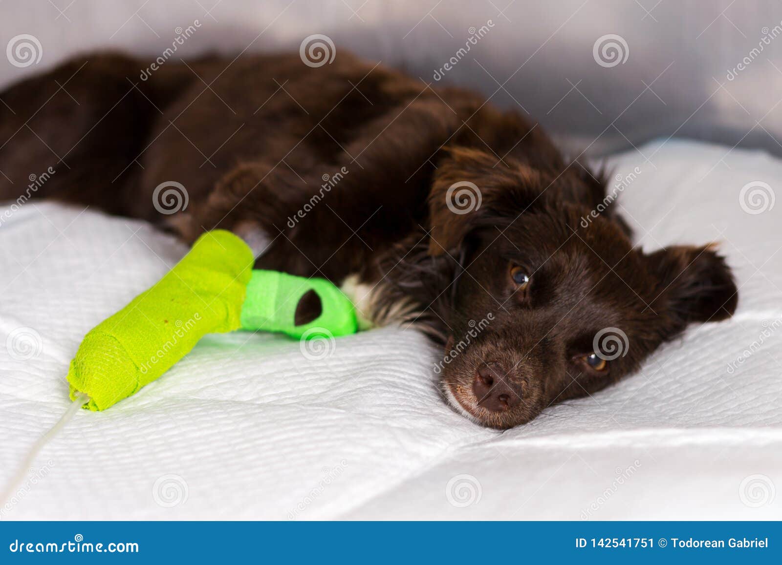 schipperke veterinary clinic