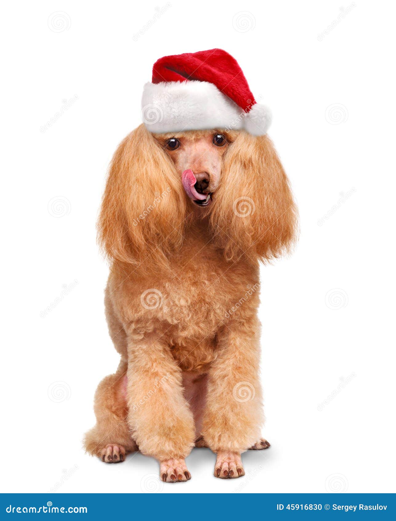 Dog in red Christmas hats. stock photo. Image of animal 45916830