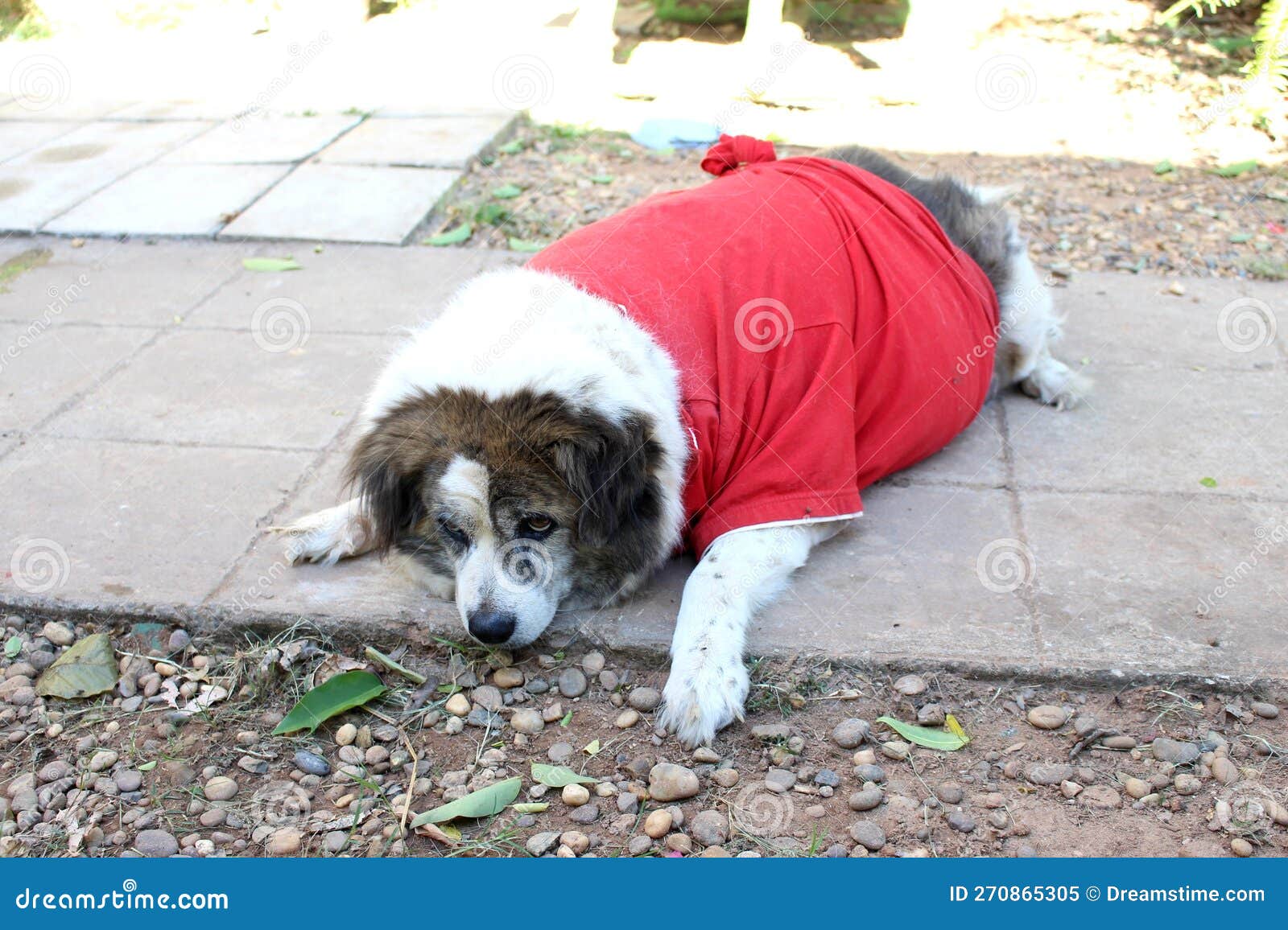 Dog in a Red Dress Lying on the Ground and Looking at the Camera. Stock