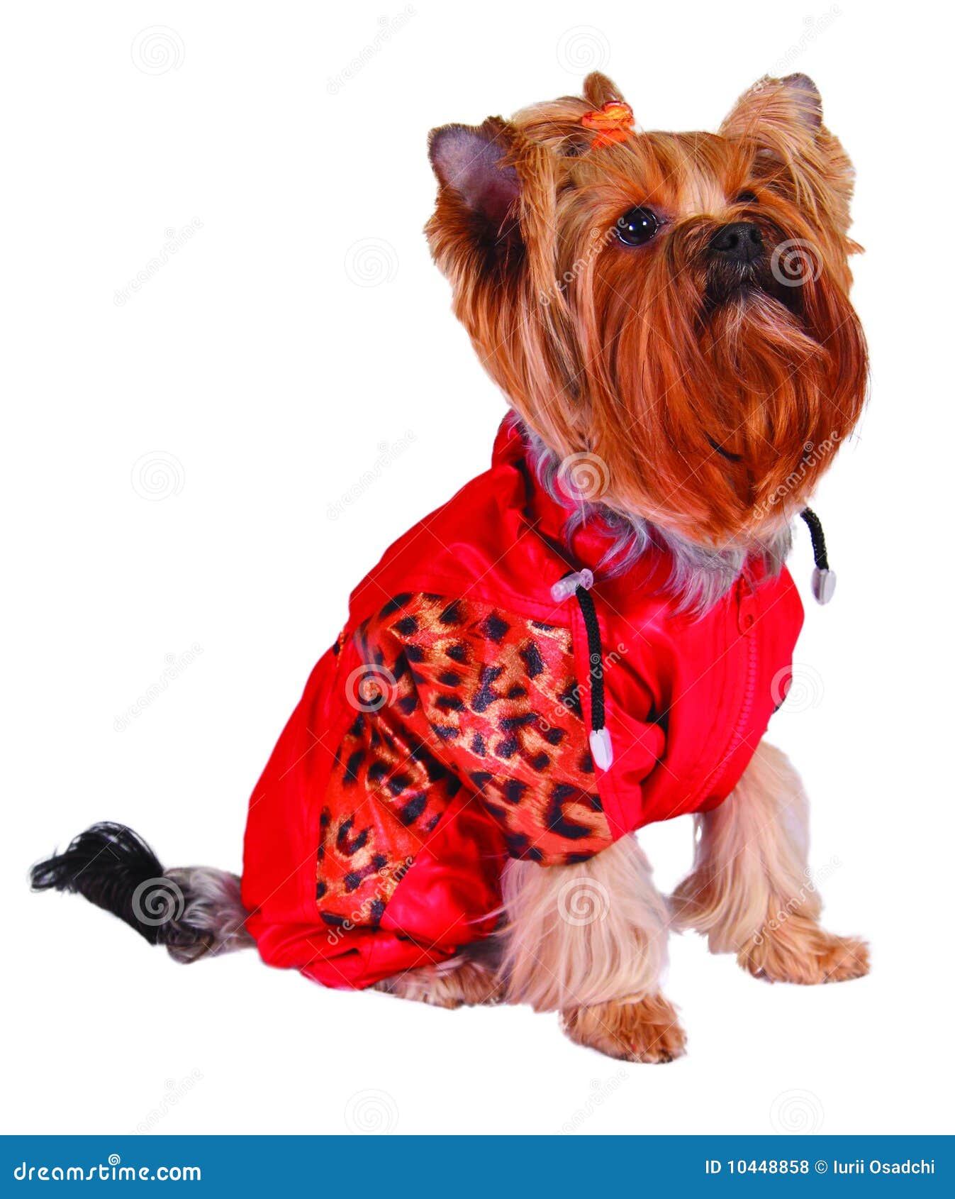 Dog in red jacket stock photo. Image of canine, party 10448858