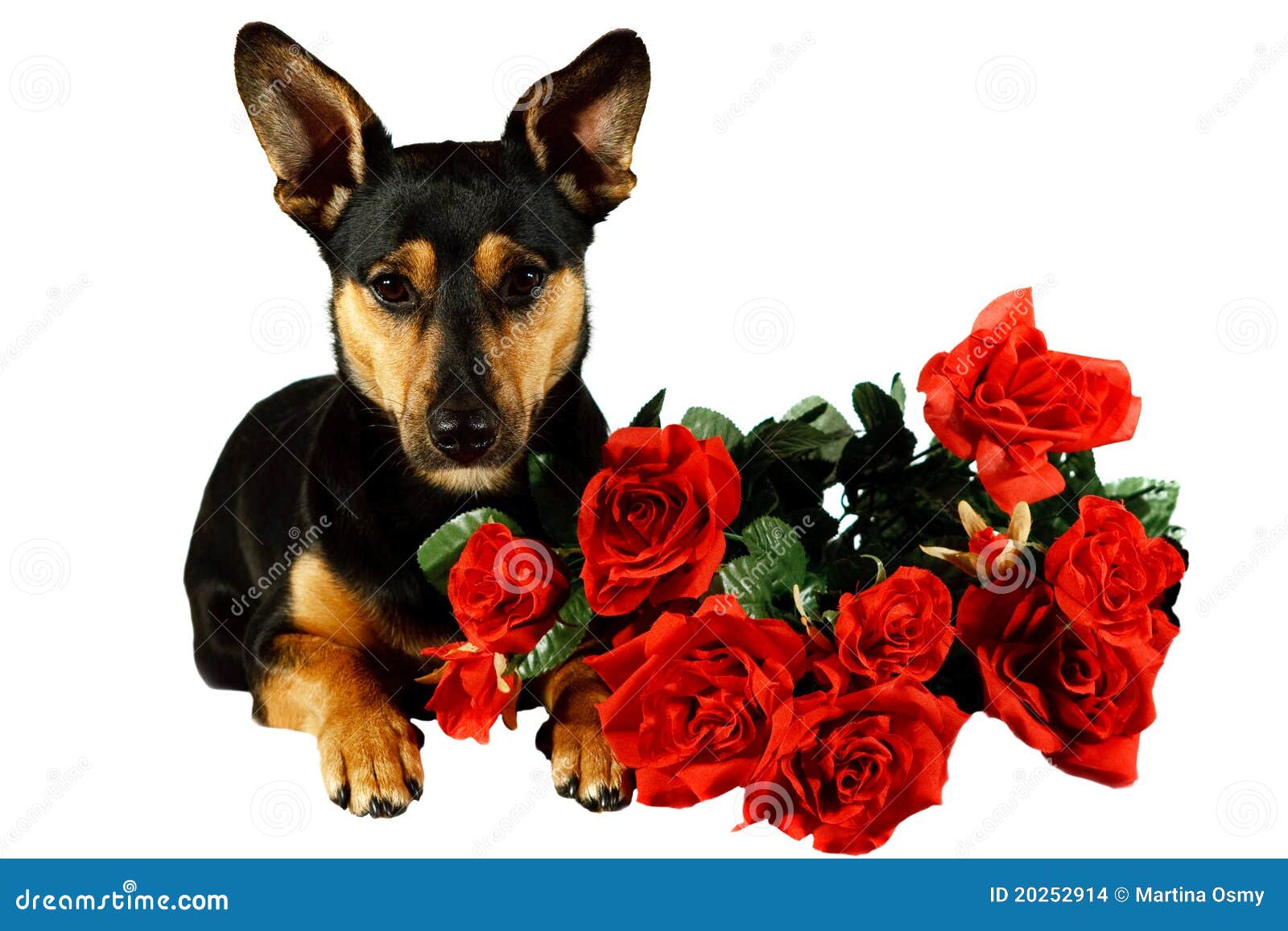 Dog with red roses stock photo. Image of russel, friend 20252914