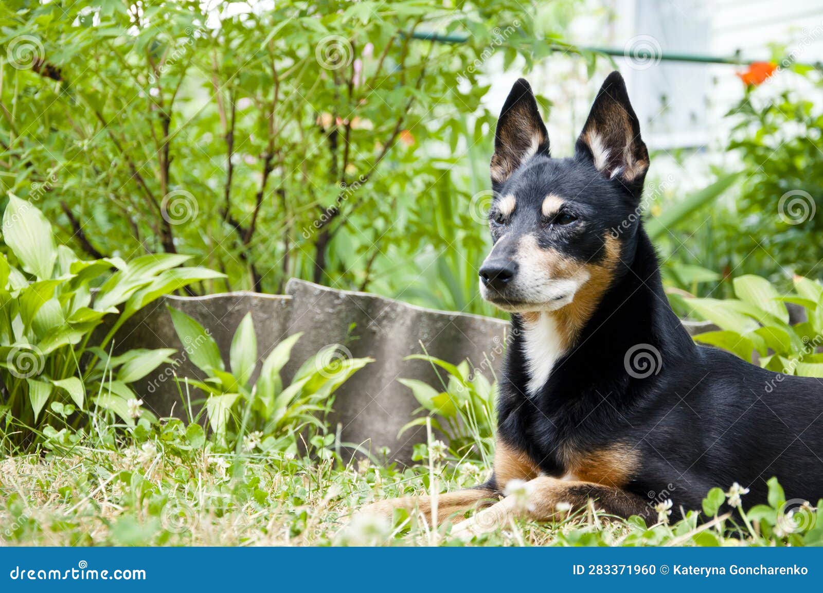 dog relax outdoot. pet relaxing on grass. tranquil dog finding calm and relaxation outside. a dog at ease in an outdoor setting.