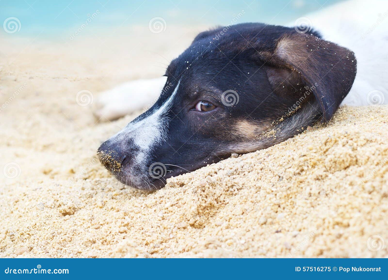 Dog Relax on the Sea Sand Beach Summer Stock Image Image of clear
