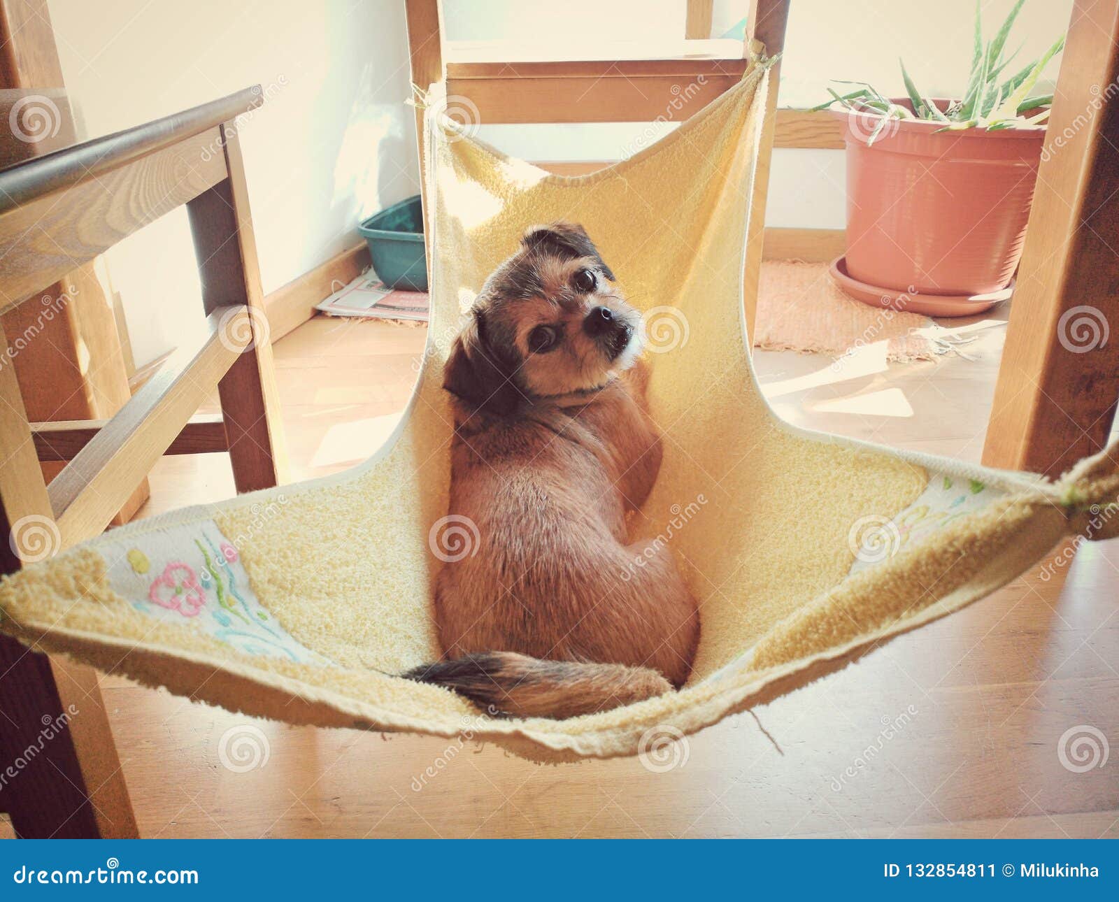 Dog relaxed in her hammock stock image. Image of purebred 132854811
