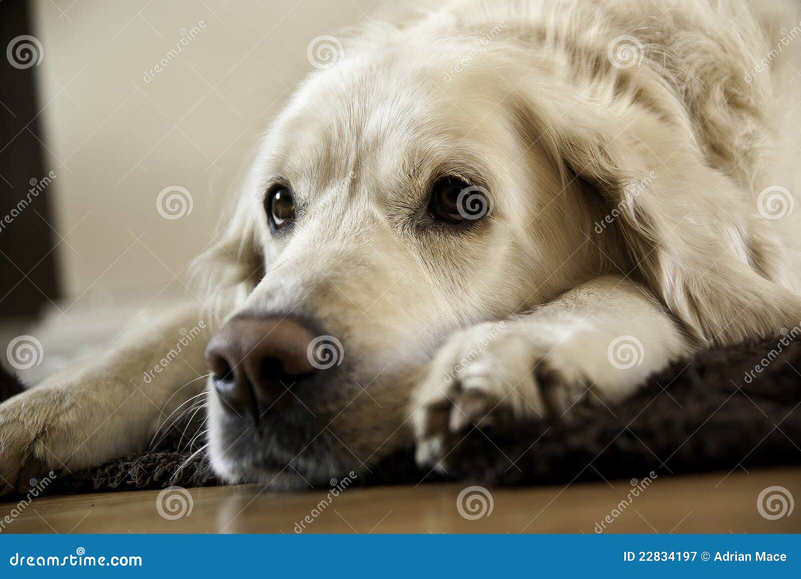 Dog Relaxing stock image. Image of close, canine, sleepy 22834197