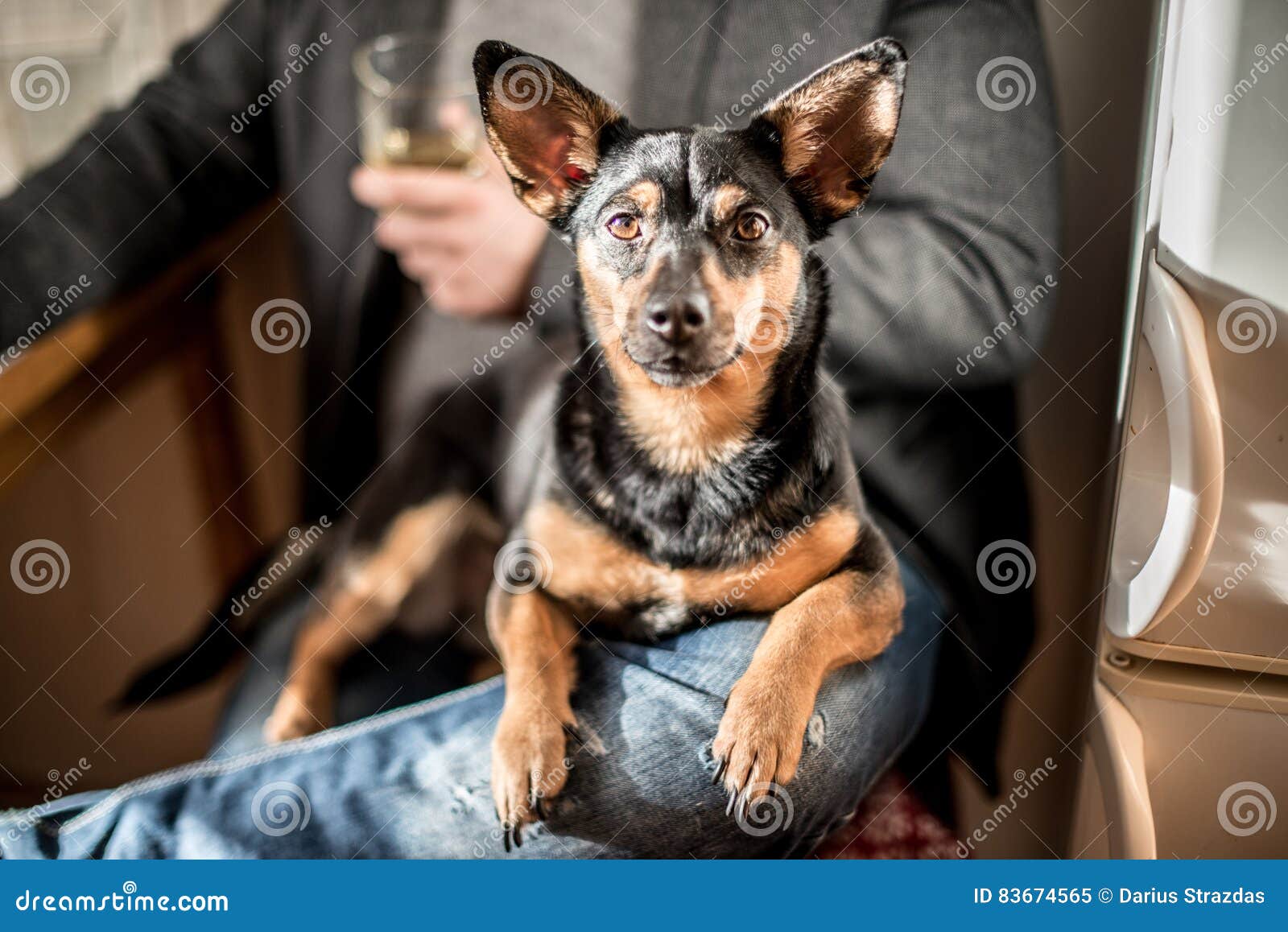 Dog resting on a knee stock image. Image of care, knee 83674565