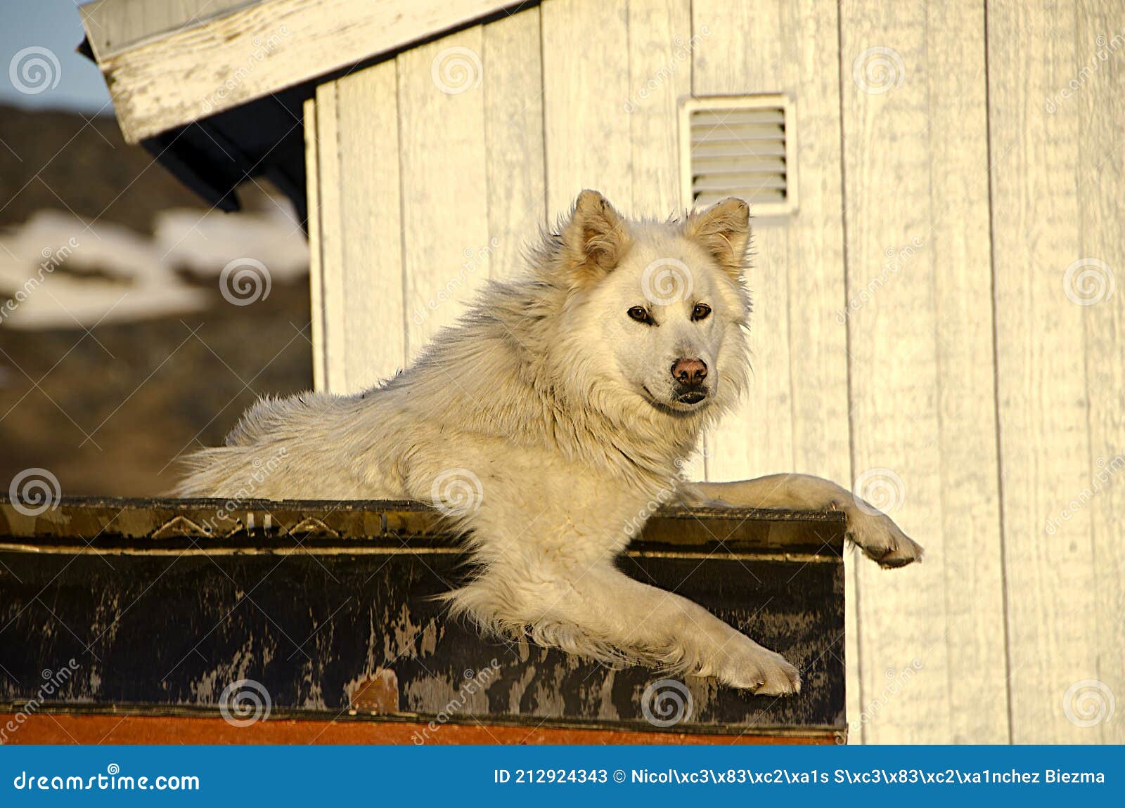 dog resting over a wooden estructure