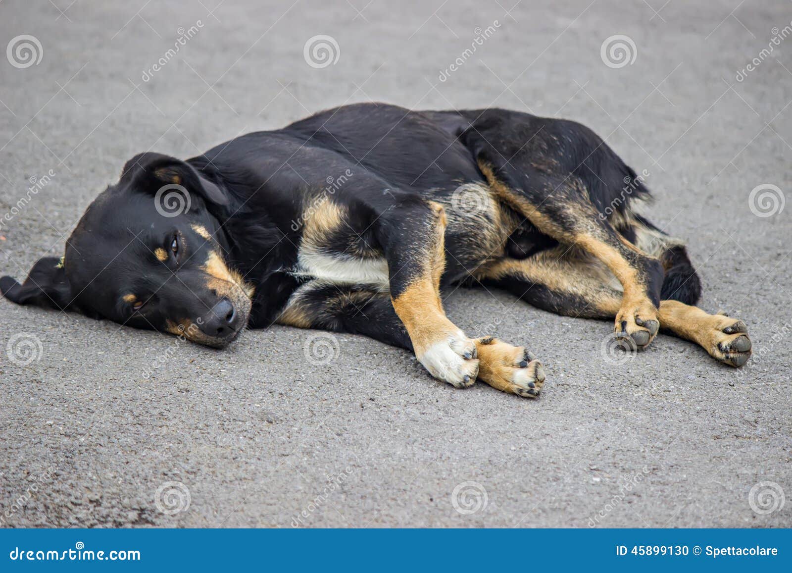Dog Resting on the Pavement in Hot Weather Stock Photo Image of brown