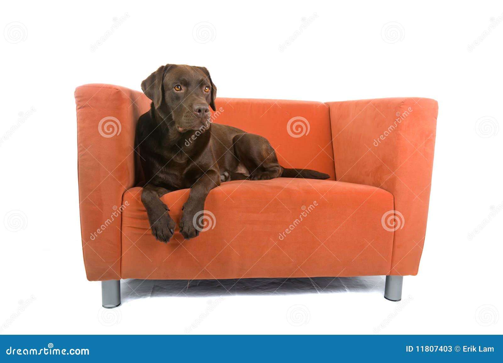 Dog resting on sofa stock image. Image of cute, adorable 11807403