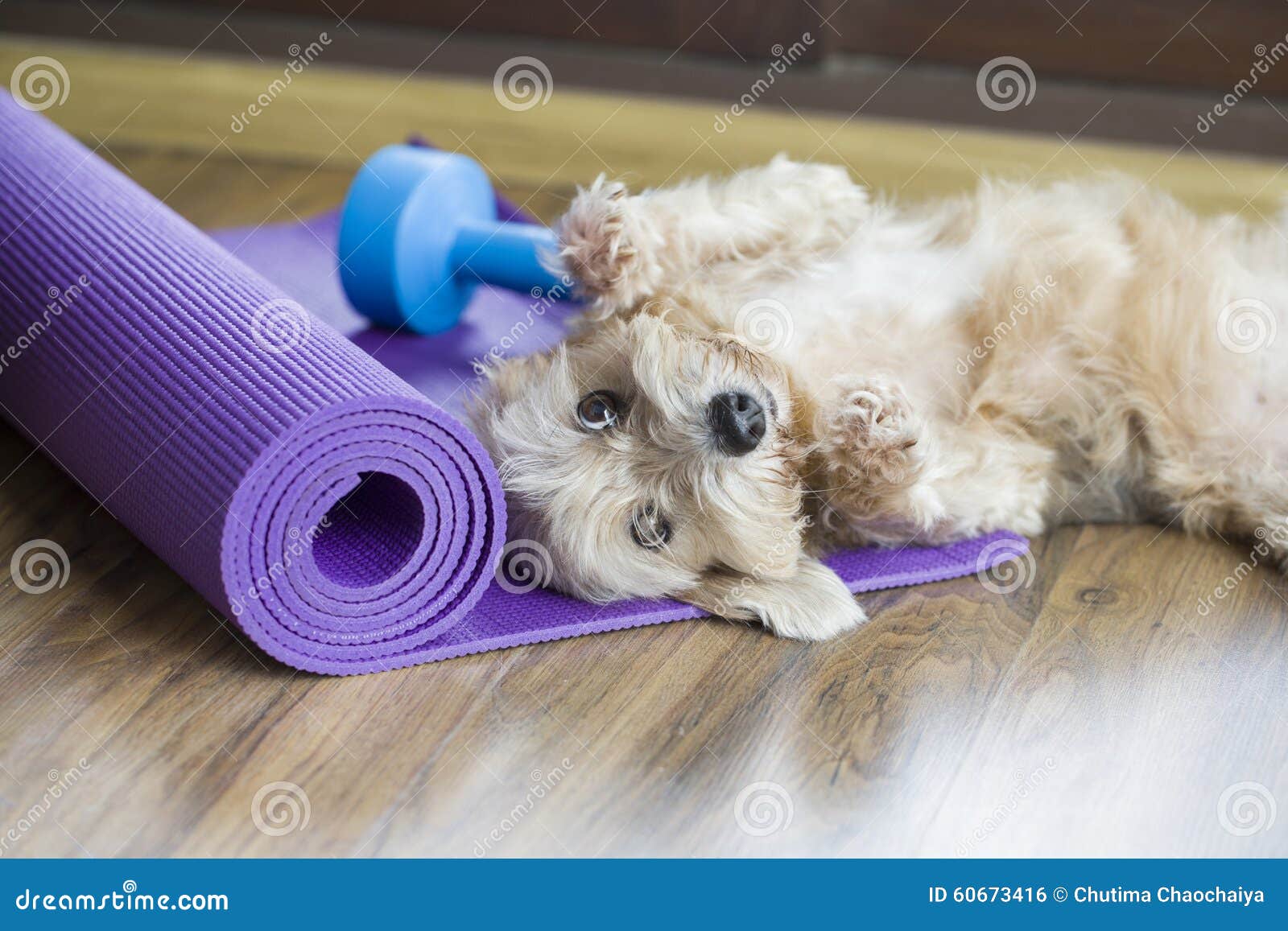 A dog resting on yoga mat stock photo. Image of relax 60673416