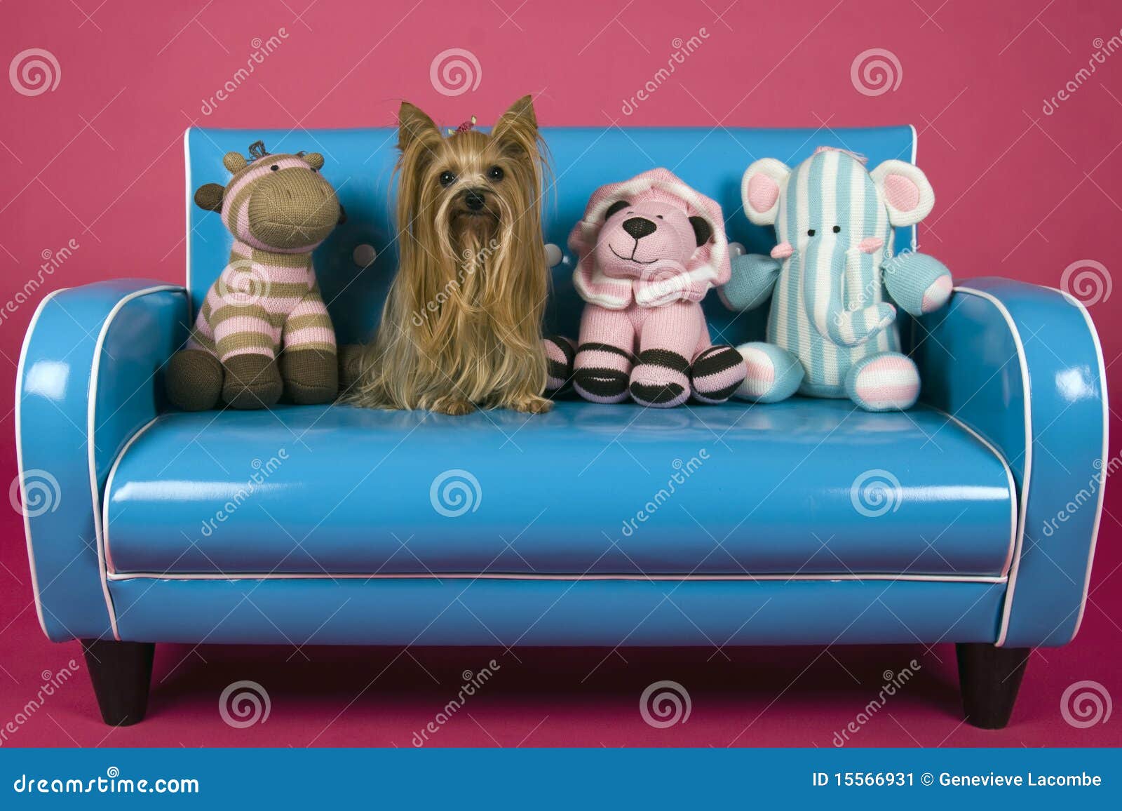 Dog on retro blue couch stock image. Image of hair, yorkshire 15566931