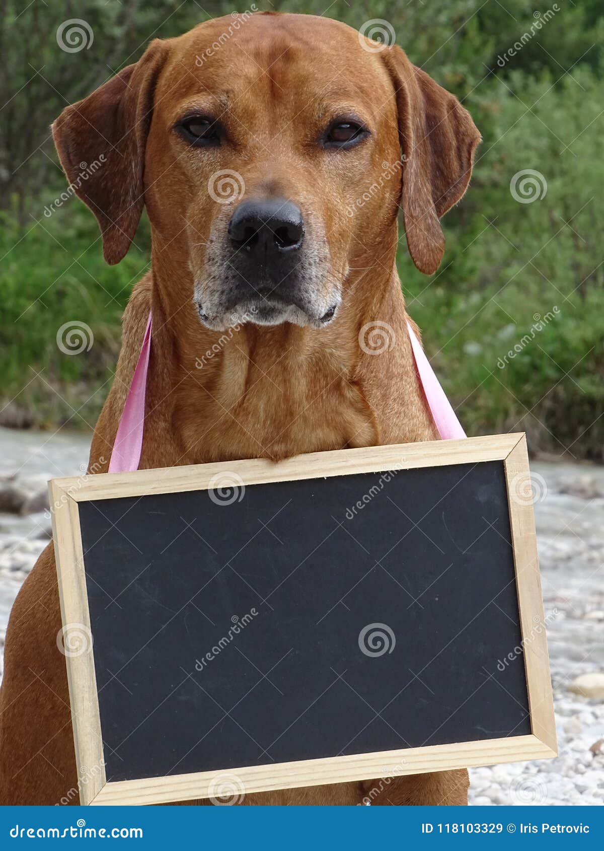 dog rhodesian ridgeback and chalkboard in nature