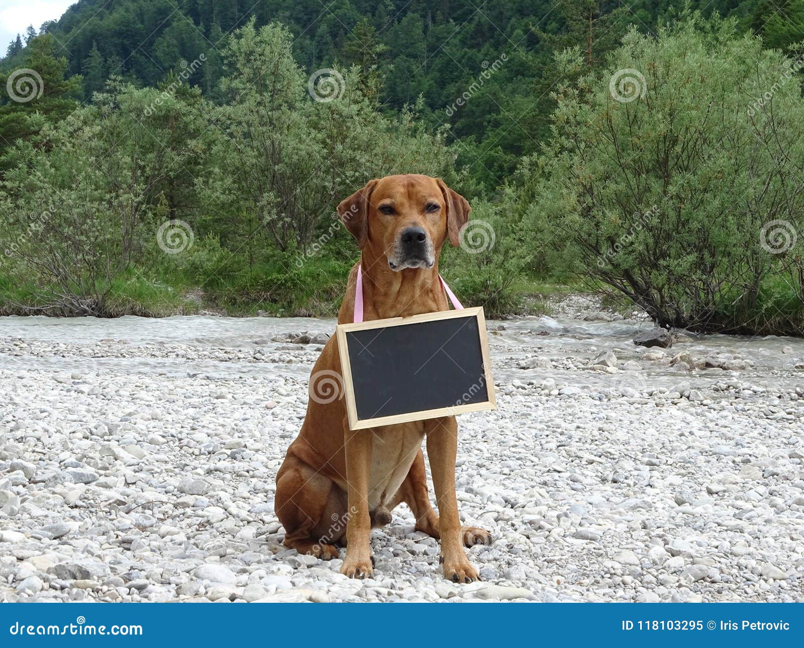dog rhodesian ridgeback and chalkboard in nature