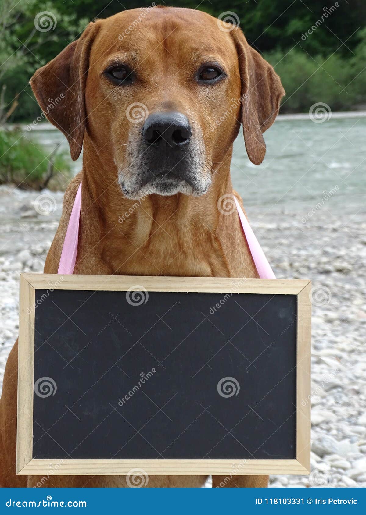 dog rhodesian ridgeback and chalkboard in nature