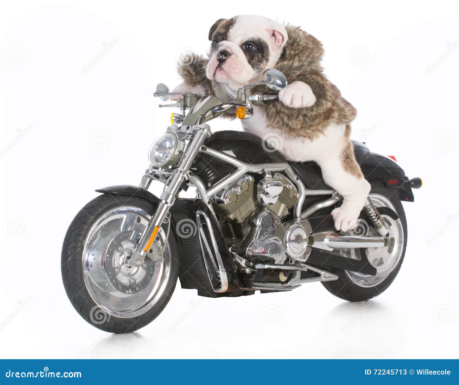 Dog riding motorcycle stock image. Image of concept, driver - 72245713