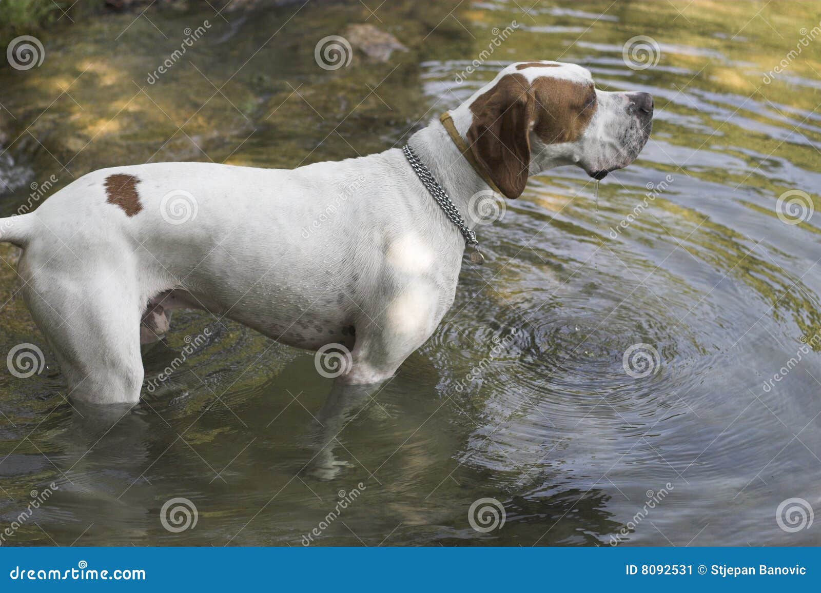 Dog on river stock image. Image of river, brown, pointer 8092531