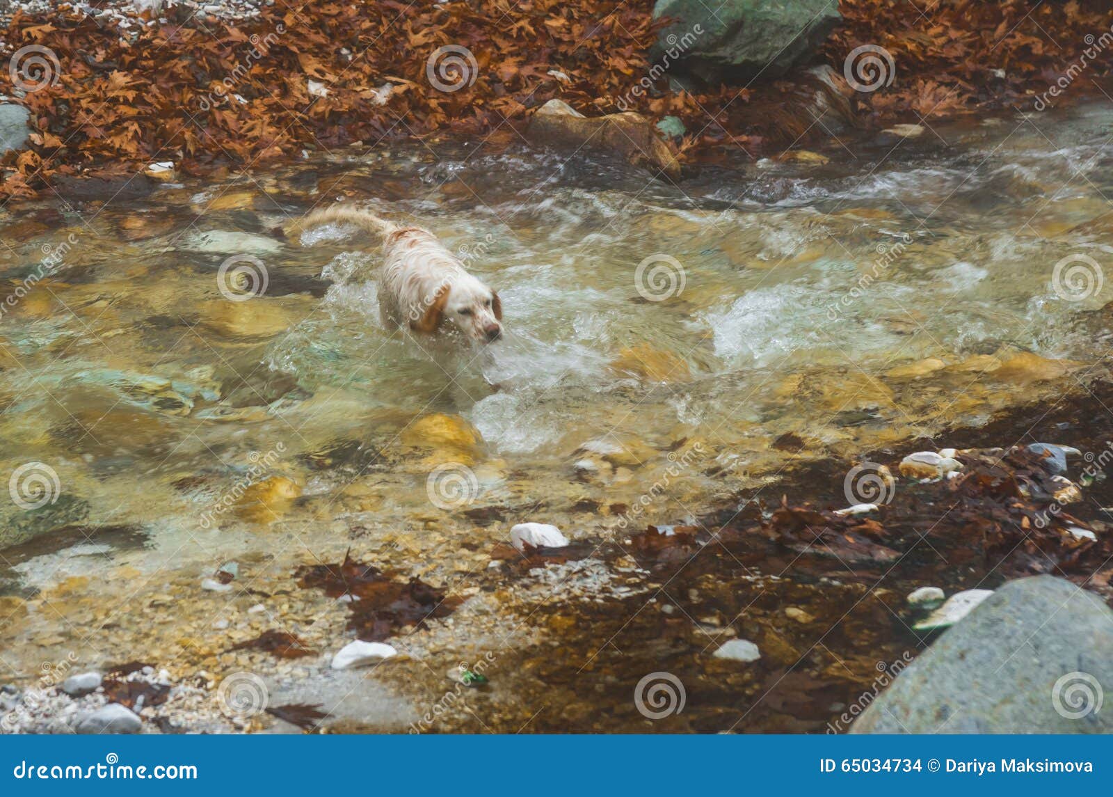 dog in a river with colored stones and hot springs in loutra pozar