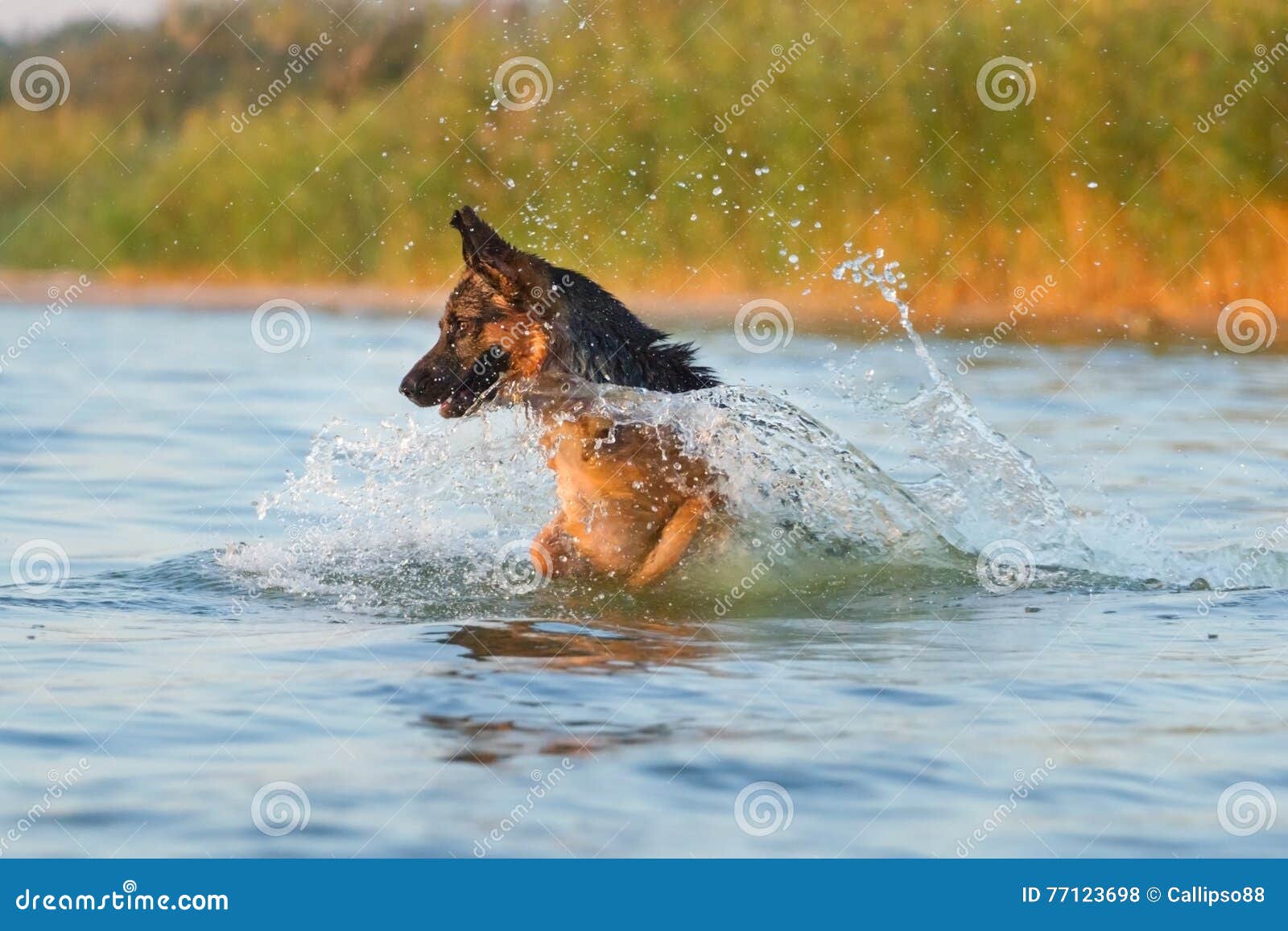 Dog in river stock photo. Image of jump, happy, active 77123698