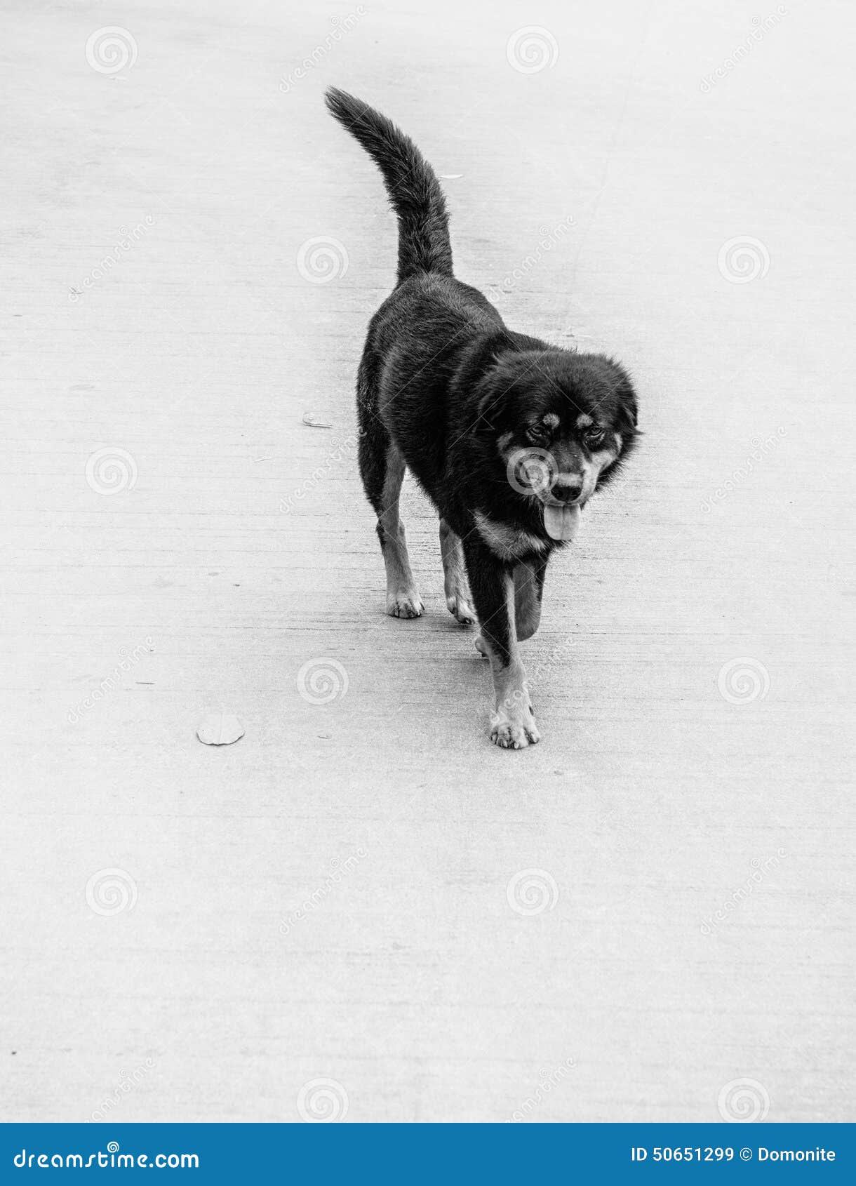 Dog on the Road Black&white Stock Image - Image of nose, beautiful ...