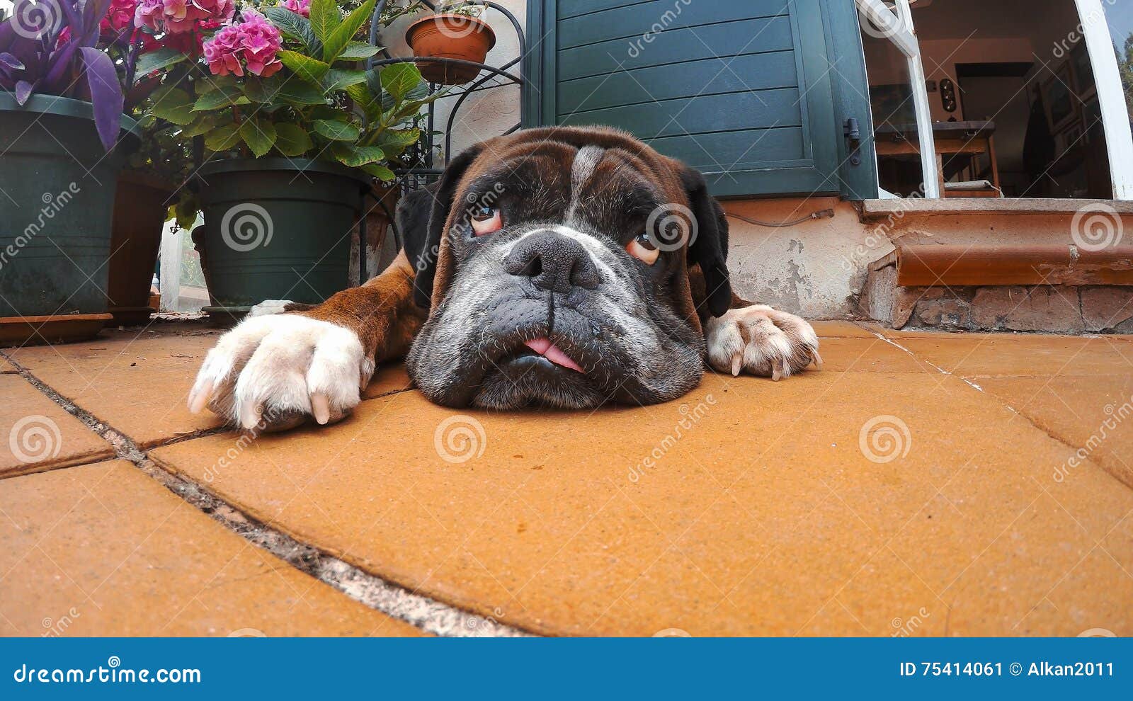 Dog rolling his eyes stock image. Image of innocent, tired - 75414061