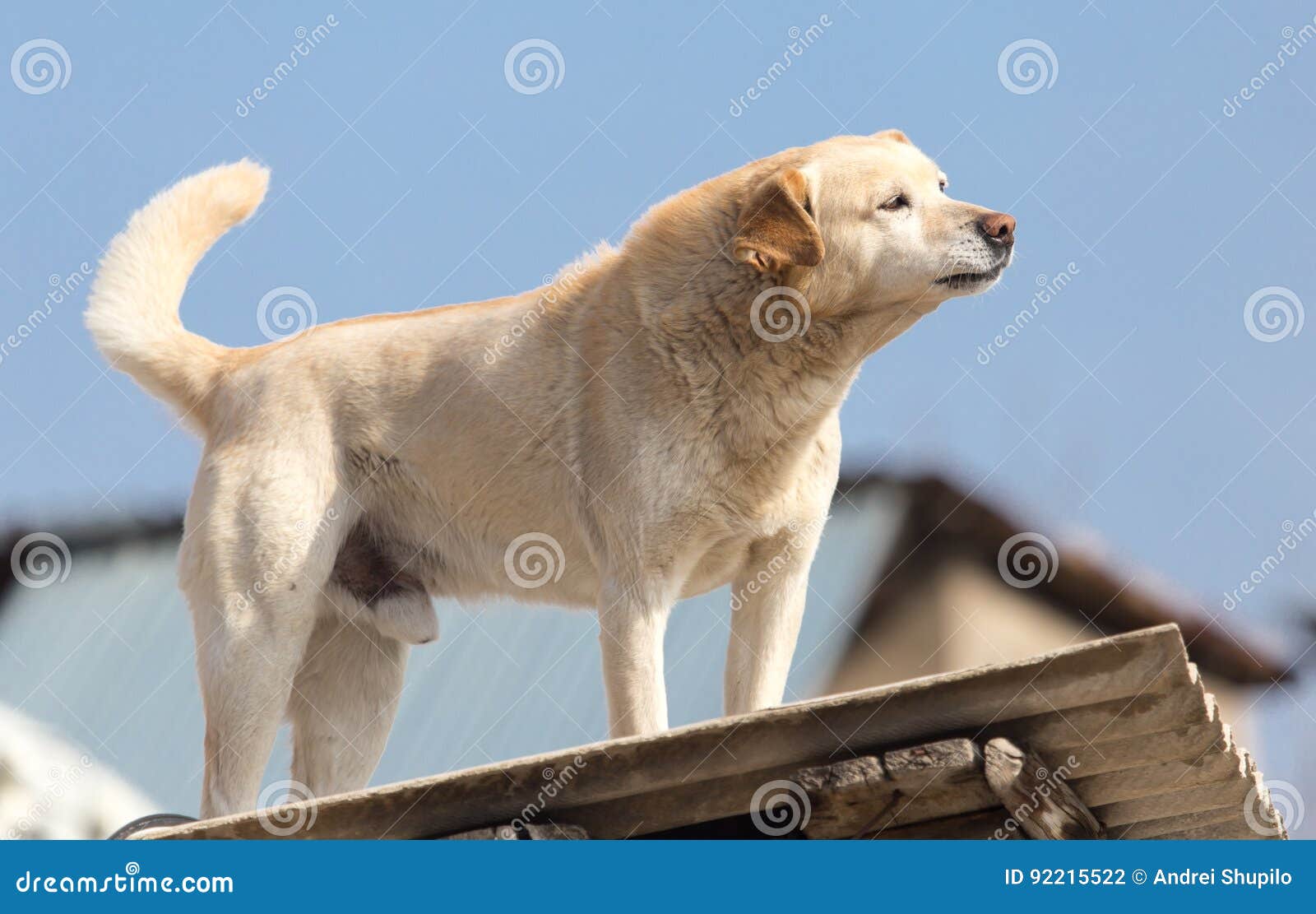 Dog on the Roof of the House Stock Photo Image of bone, real 92215522