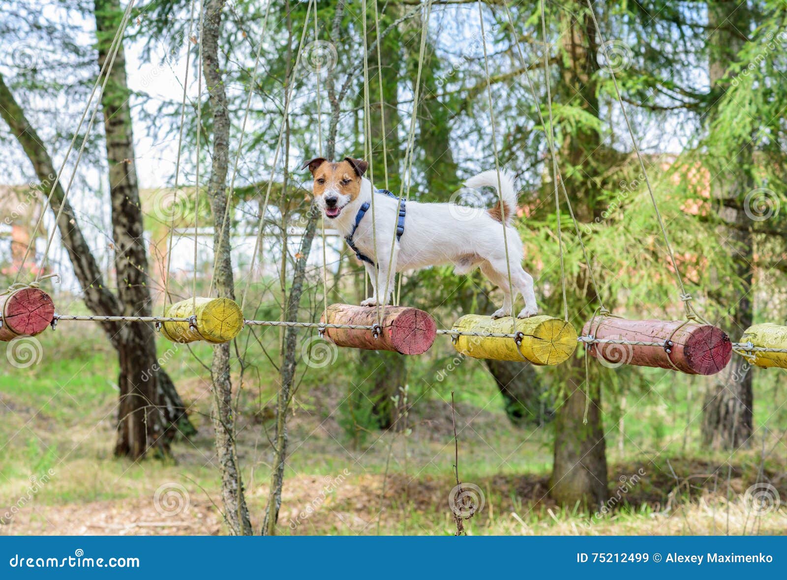 dog during ropes course standing on high s rope bridge