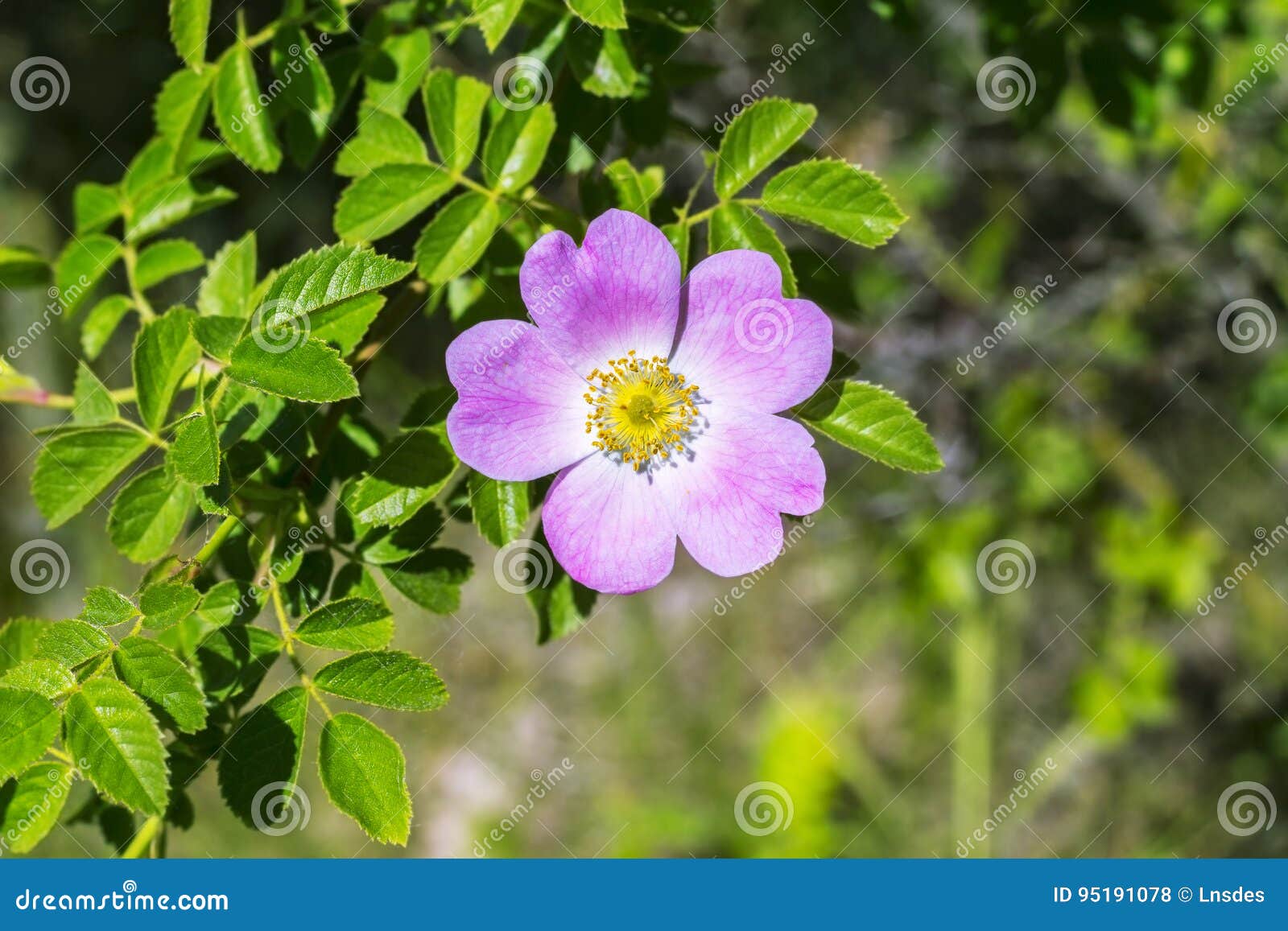 dog rose blossoms, rosa canina, eglantine, dog-rose willd flower in nature, with green leaves