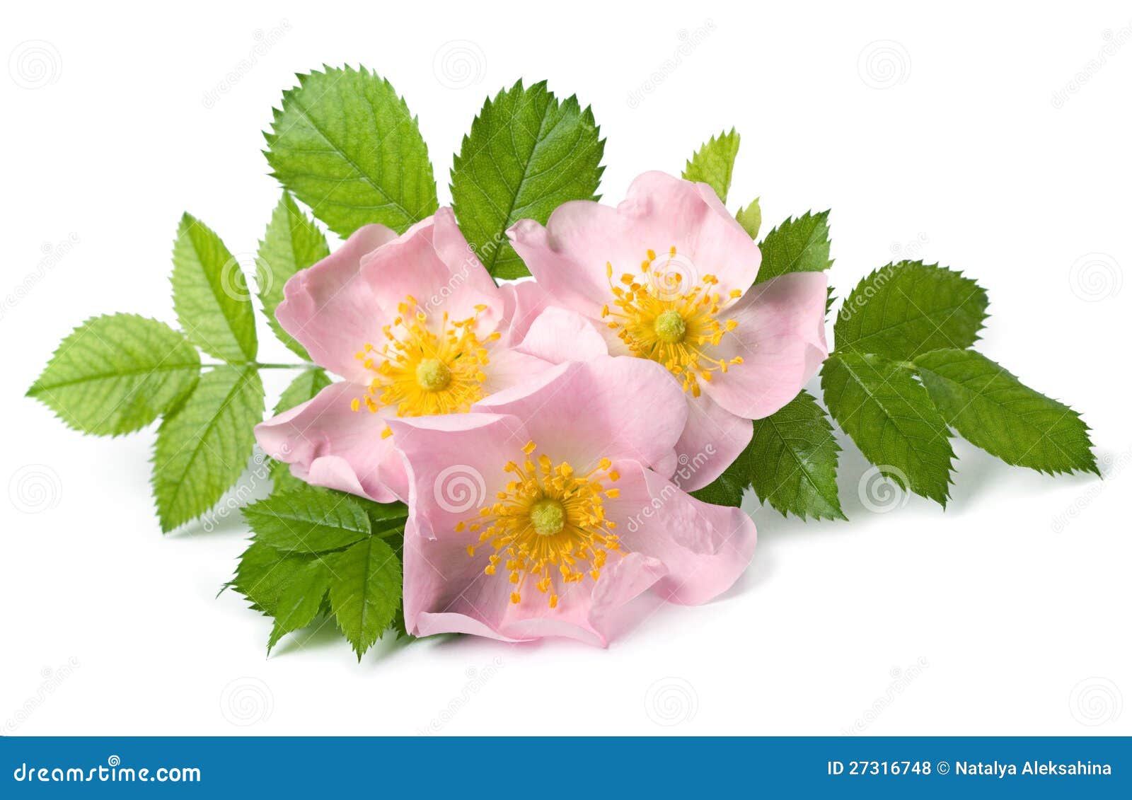 Dog Rose Flower Royalty Free Stock Photos - Image: 27316748