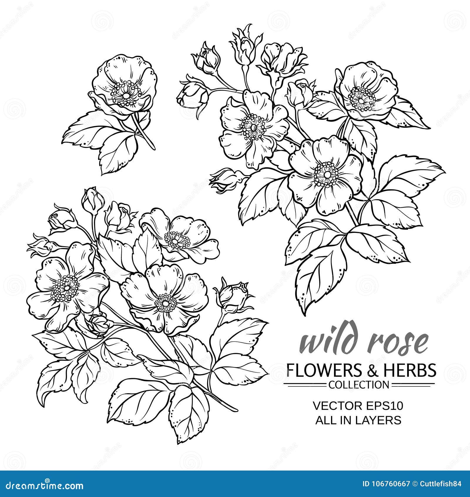 Dog Rose Flowers Vector Set Stock Vector - Illustration of fresh, briar ...