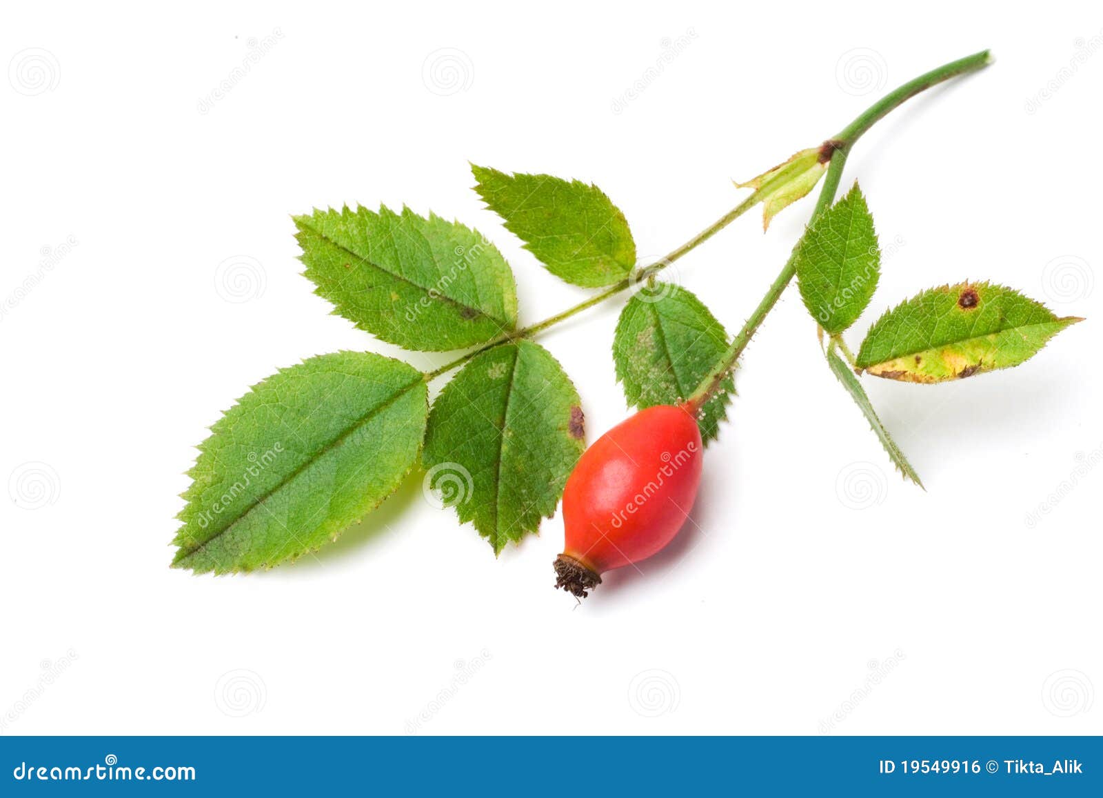 Can Dogs Have Rose Hips