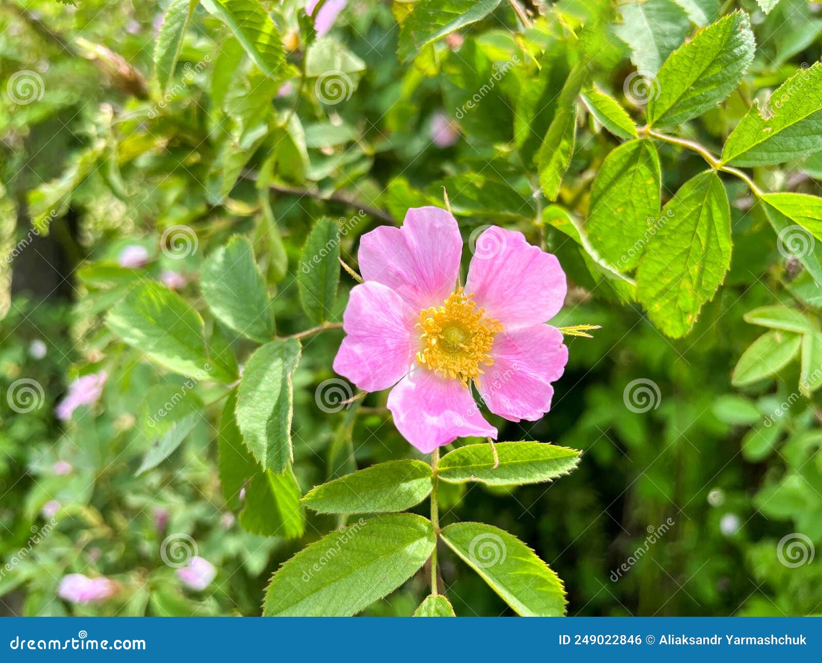 Dog Rose Rosa Canina or Red-brown Rose Rosa Rubiginosa Flower Close-up ...