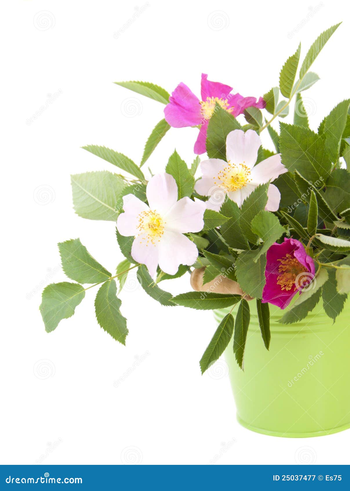 Dog roses stock image. Image of botany, rose, nature 25037477